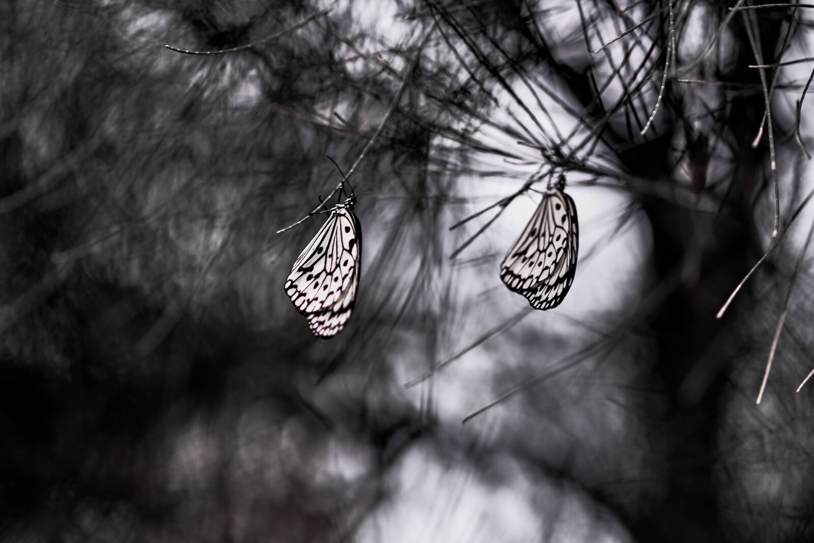 Fujifilm X-T1 sample photo. Nature, wallpaper, tree photography