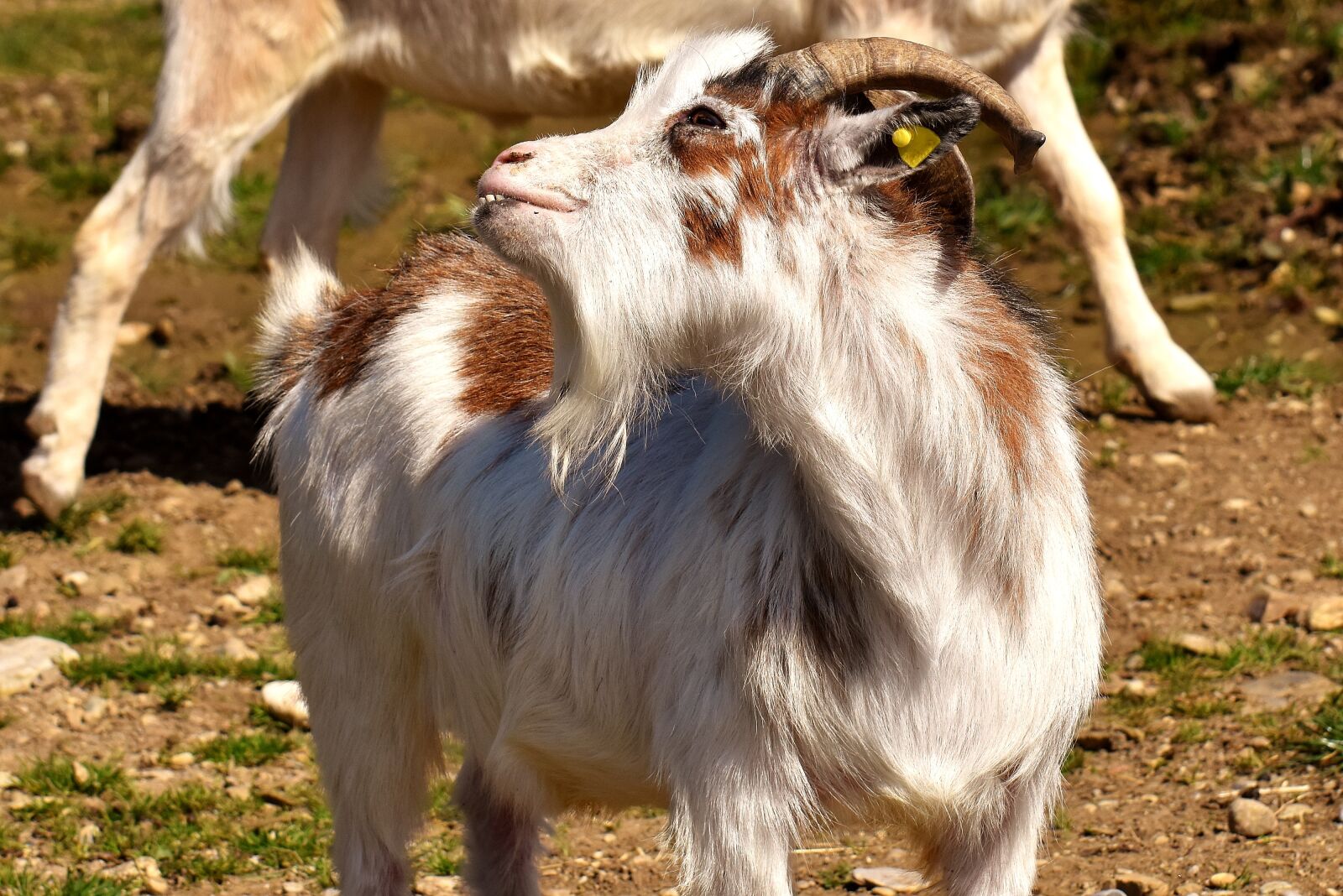 Nikon D7200 sample photo. Goat, funny, billy goat photography