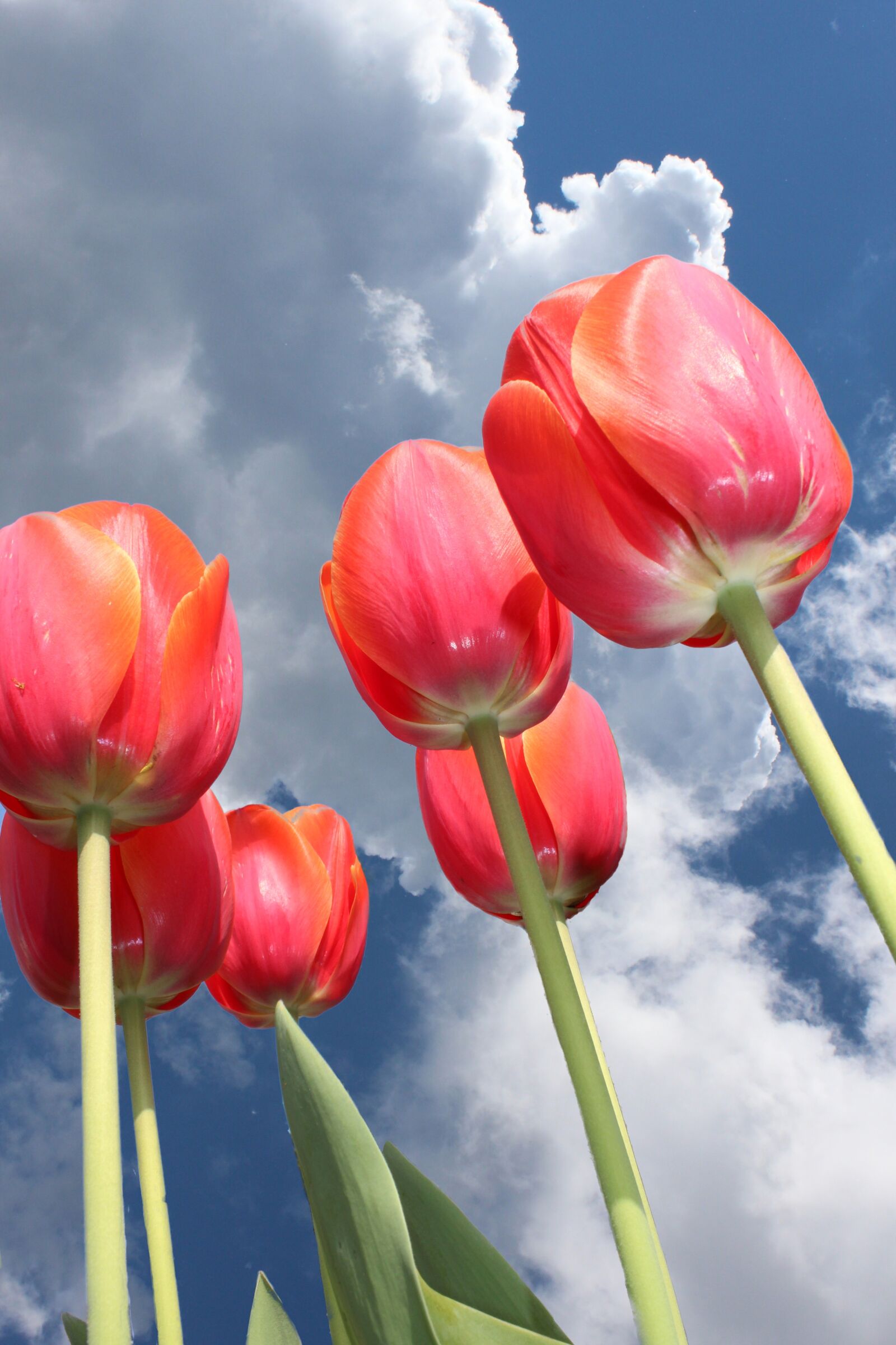 Canon EOS 600D (Rebel EOS T3i / EOS Kiss X5) sample photo. Tulips, sky, clouds photography