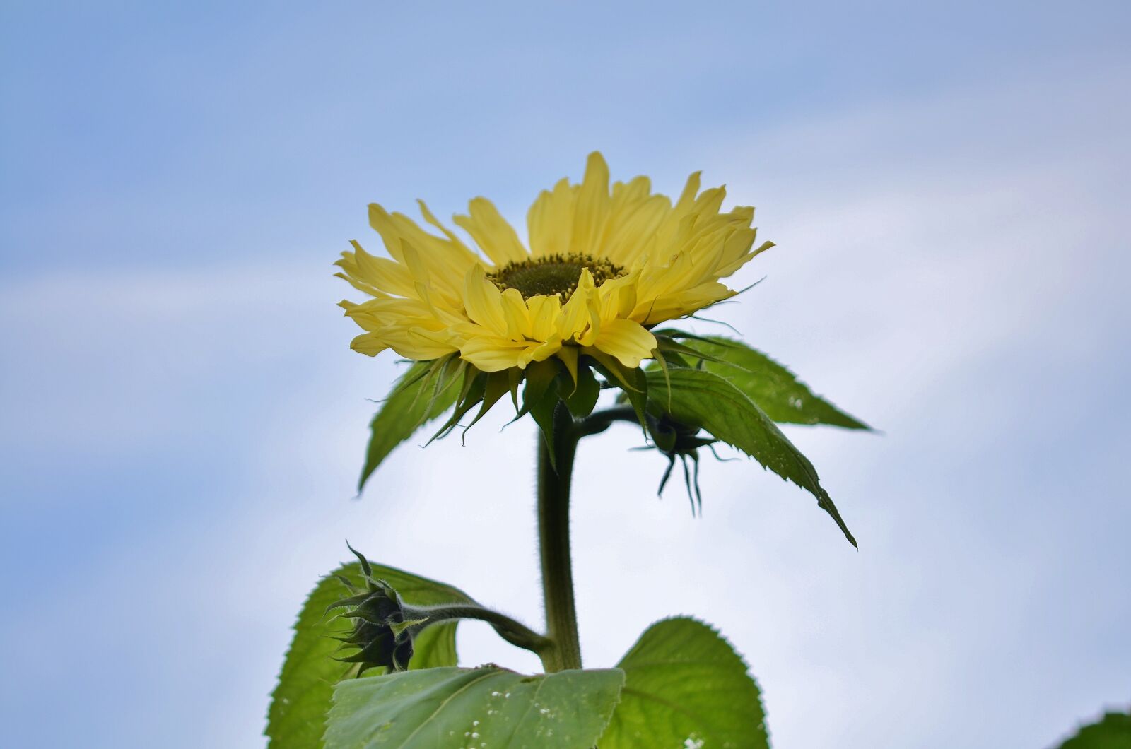 Nikon D7000 sample photo. Flower, natur, spring photography