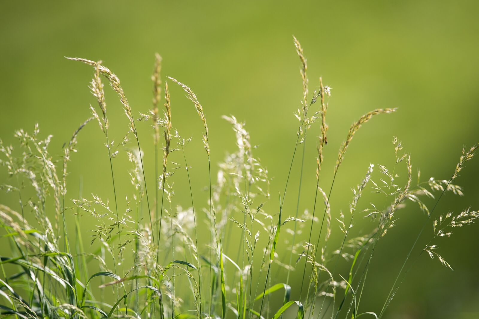 Nikon D750 sample photo. Meadow, grasses, green photography