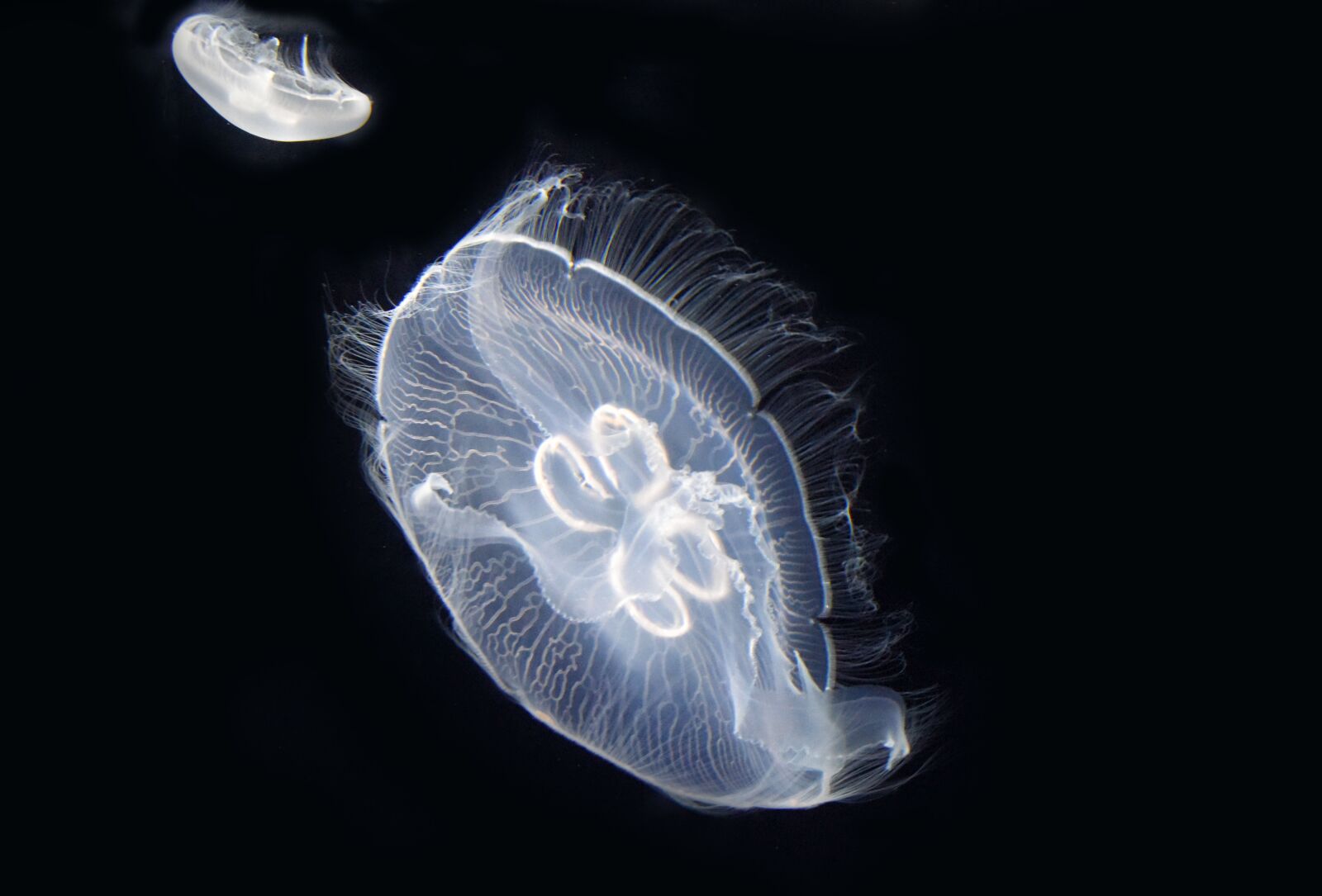 Nikon D810 sample photo. Jellyfish, sea, cnidarians photography