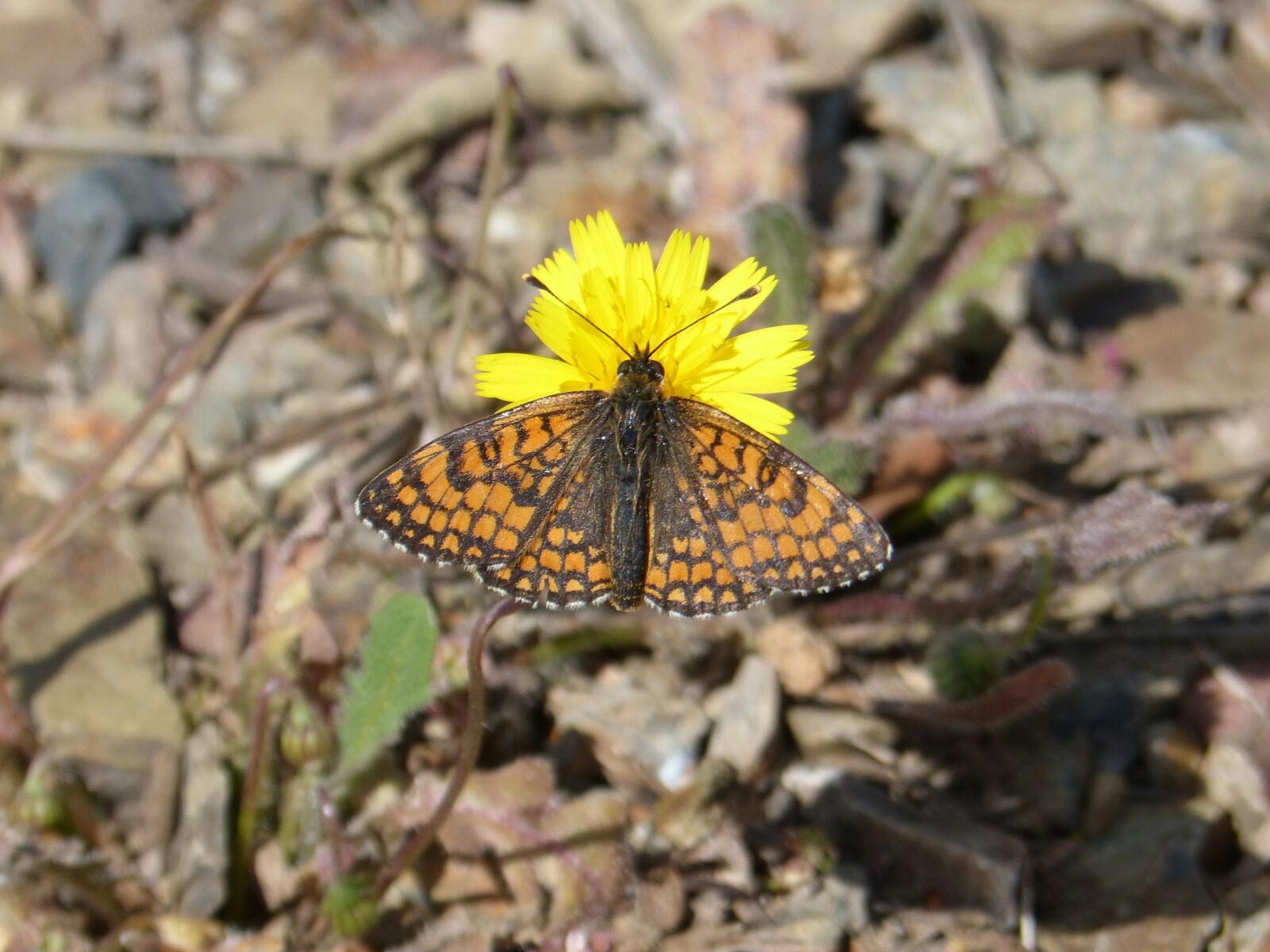 Panasonic DMC-FZ62 sample photo. Butterfly, orange butterfly, marsh photography