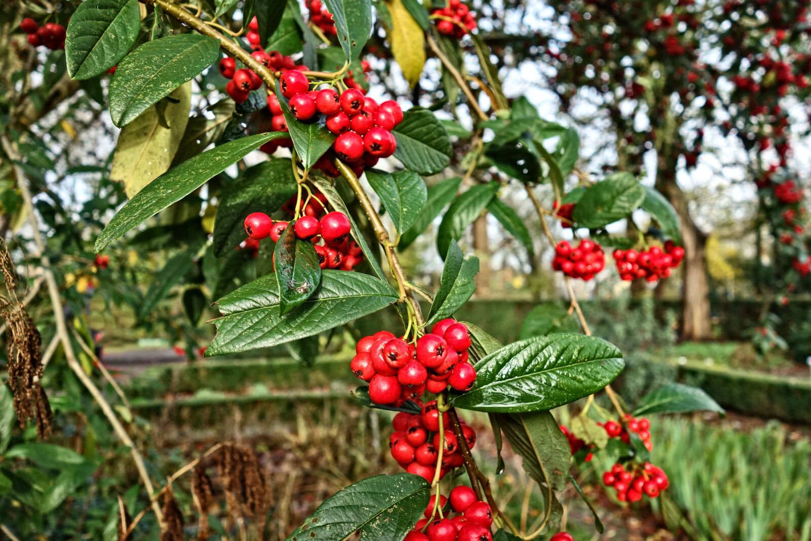 Sony Cyber-shot DSC-RX100 sample photo. Berries, red berries, tree photography