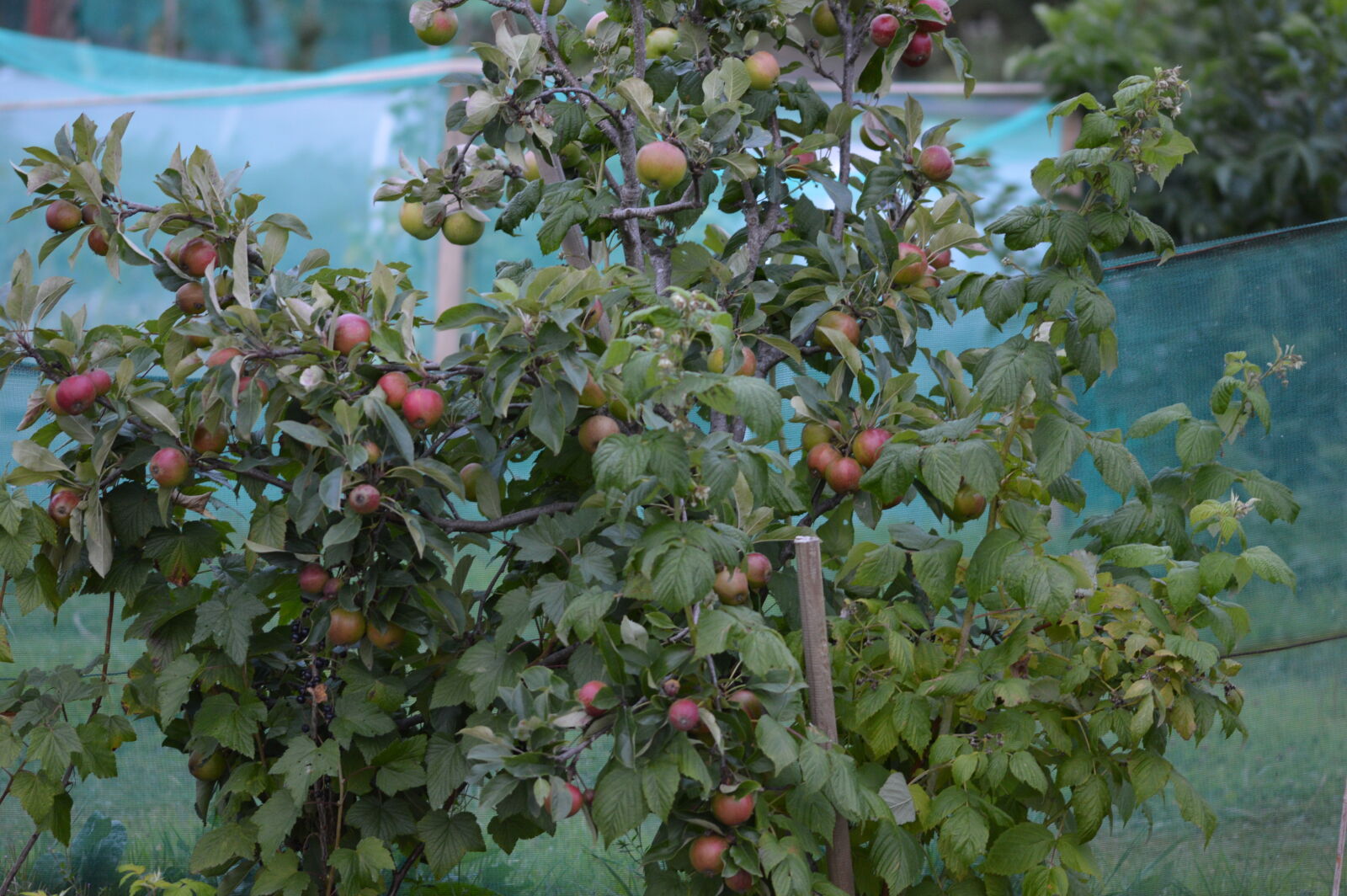 Sigma 105mm F2.8 EX DG OS HSM sample photo. Allotment, apple, tree, apples photography