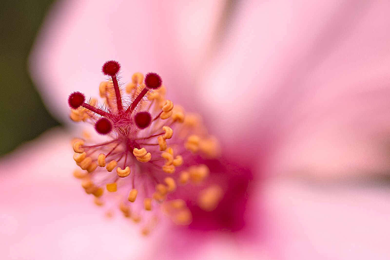 Nikon D600 sample photo. Macro, flower, plant photography