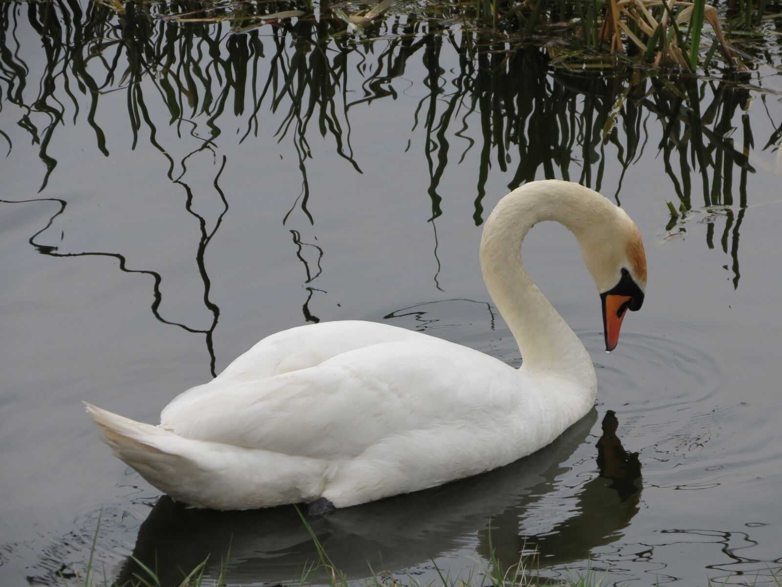 Canon PowerShot SX40 HS sample photo. Cisnei, bird, lake photography