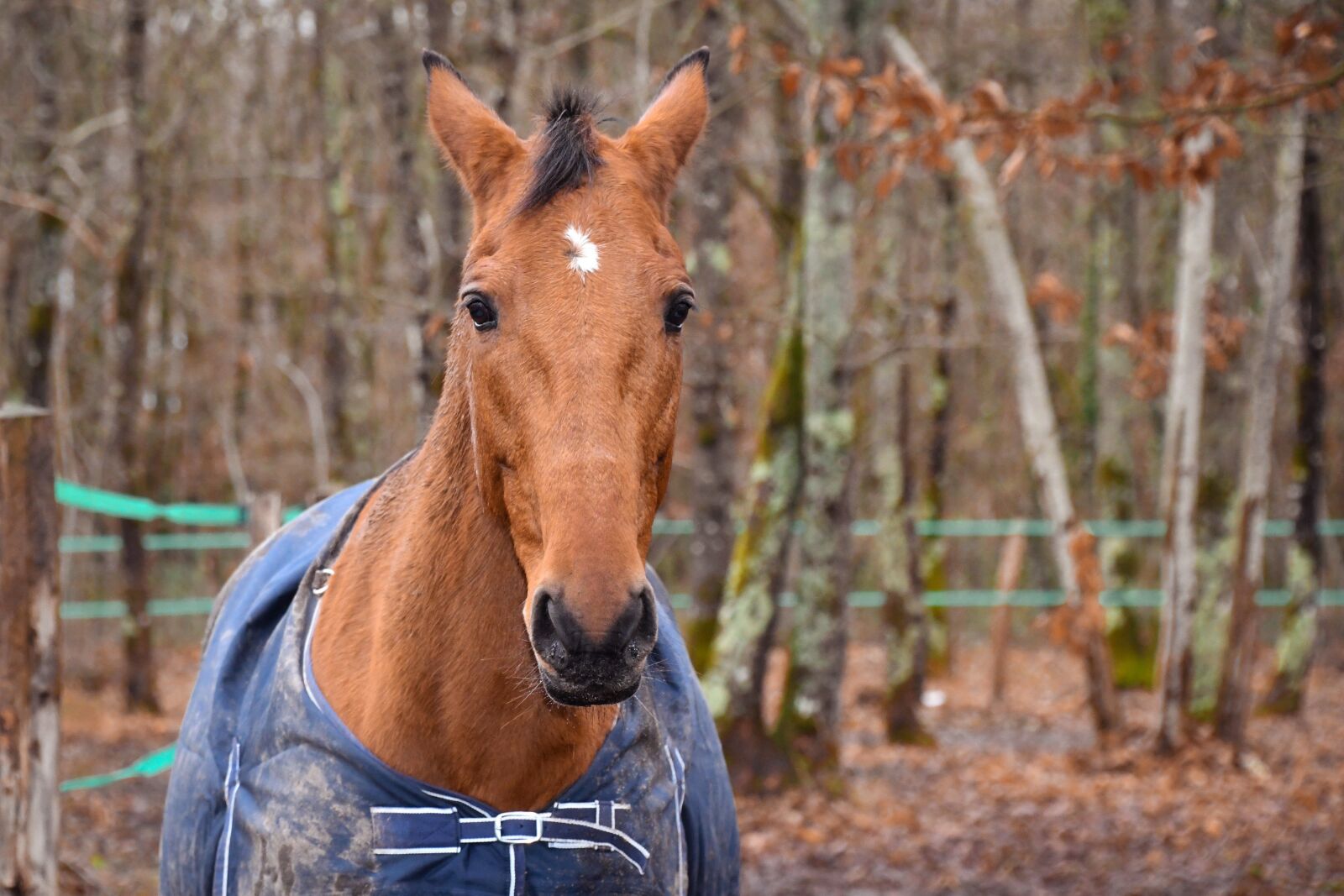 Nikon D500 sample photo. Horse, trees, portrait photography