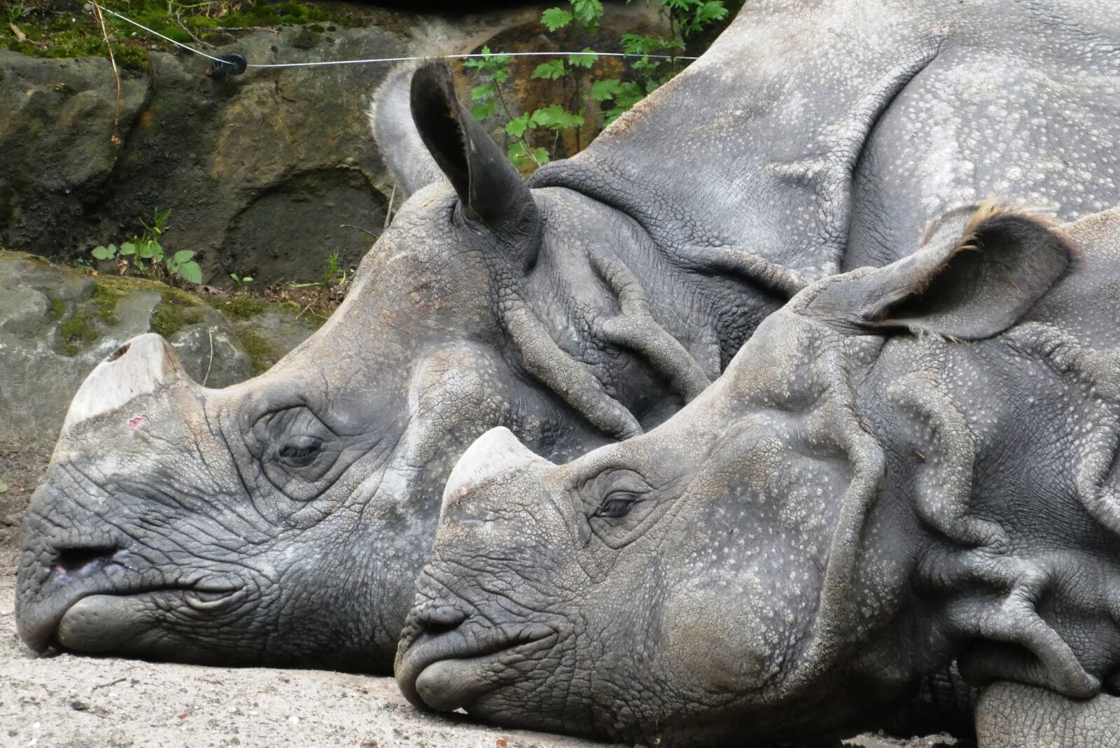 Panasonic Lumix DC-ZS70 (Lumix DC-TZ90) sample photo. Rhino, zoo, wild animals photography