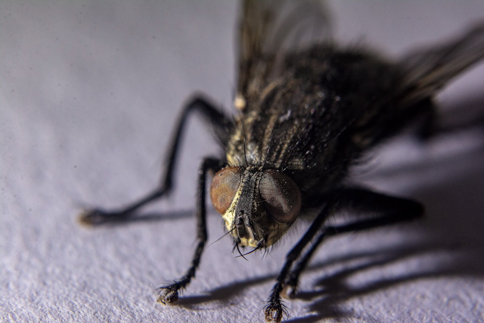 Nikon D7100 sample photo. Fly, insects, macro photography