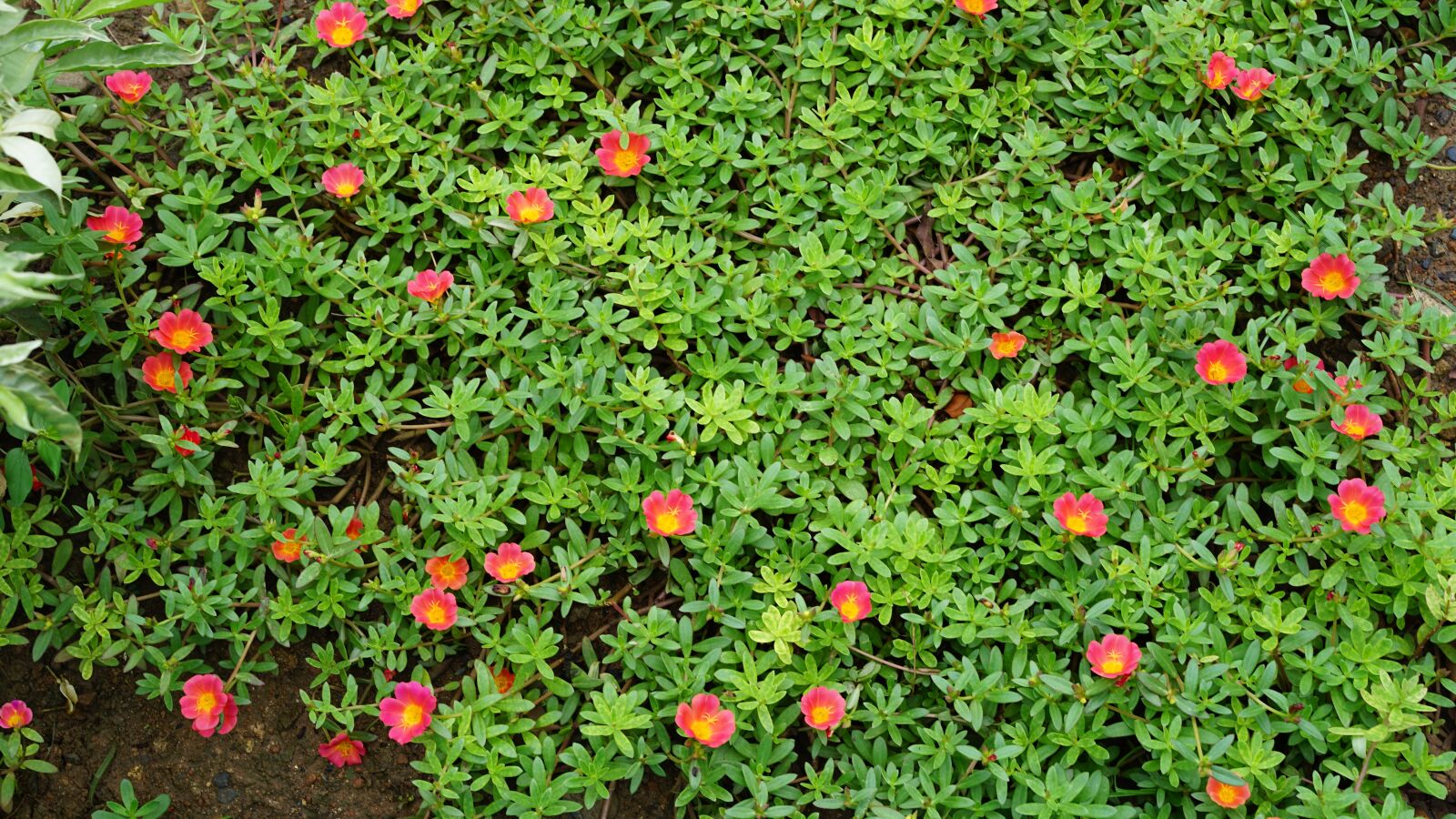 Sony Sonnar T* FE 55mm F1.8 ZA sample photo. Vietnam rose, flowers, rose photography