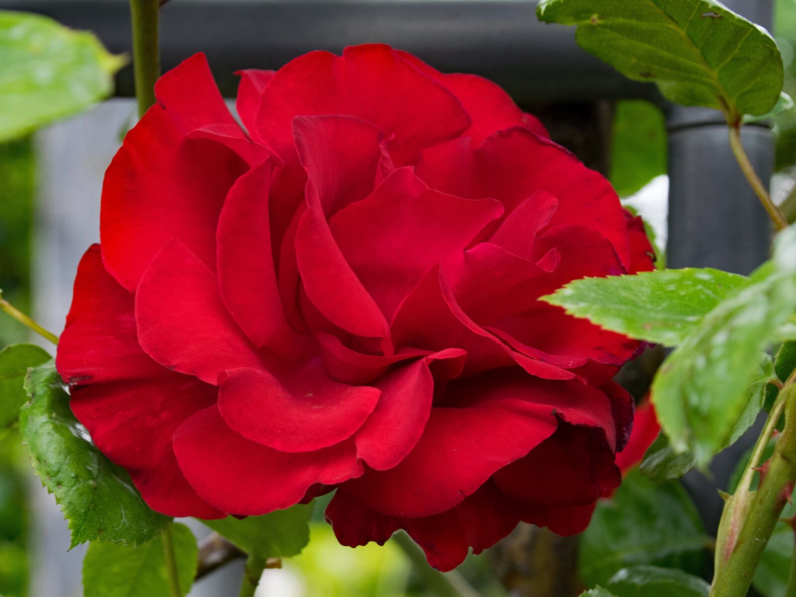 Nikon D5300 sample photo. Rose, santana, climbing rose photography