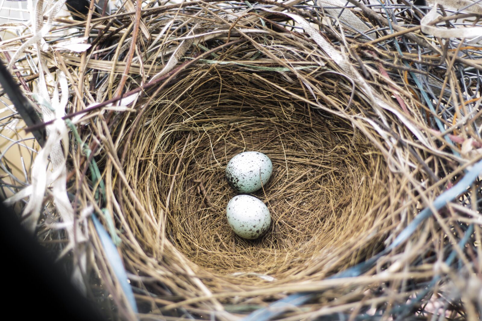 Canon EOS 700D (EOS Rebel T5i / EOS Kiss X7i) + Canon EF 50mm F1.8 STM sample photo. Eggs, bird eggs, eggs photography