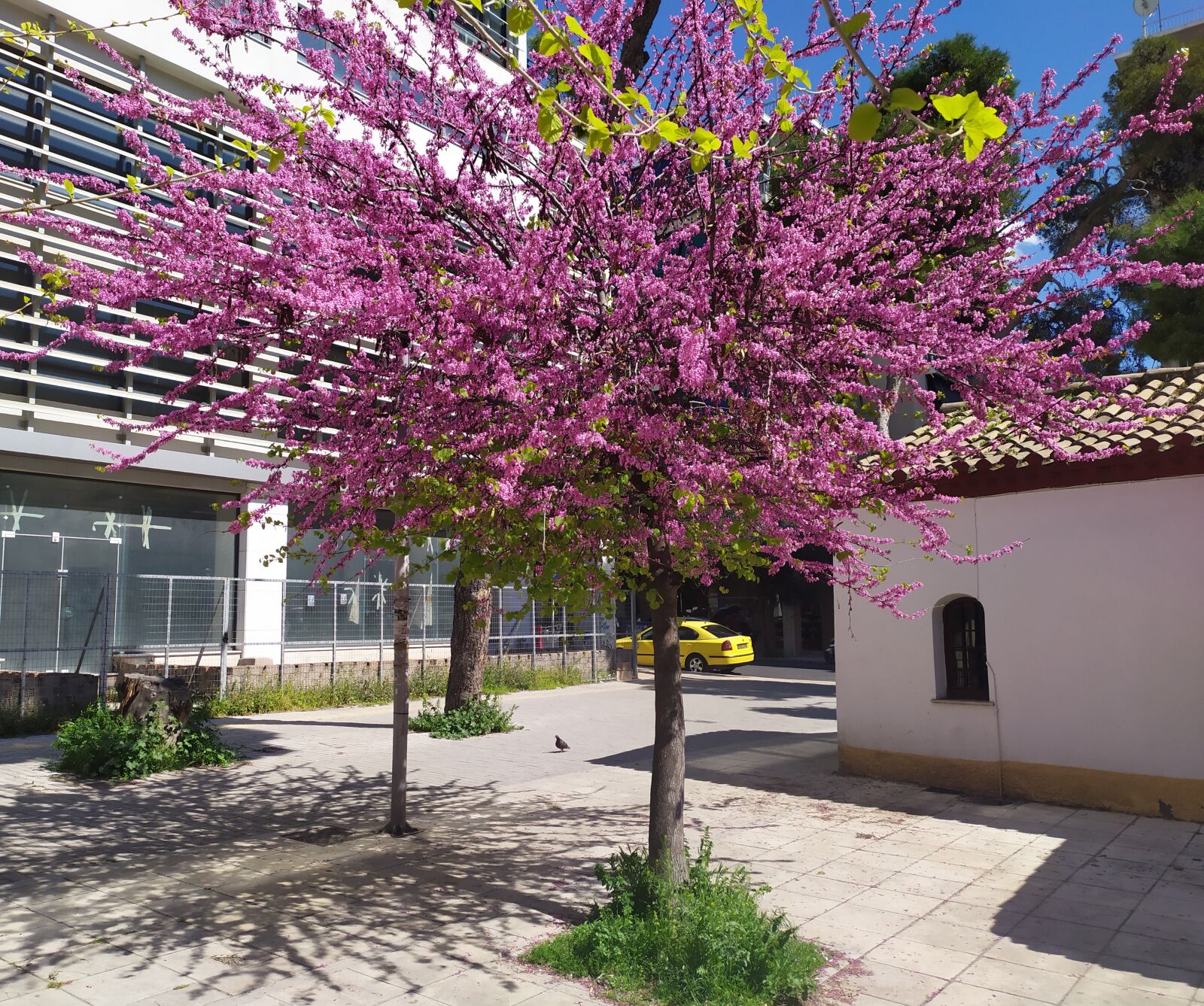 Xiaomi Redmi Note 7 sample photo. Spring, city, athens photography