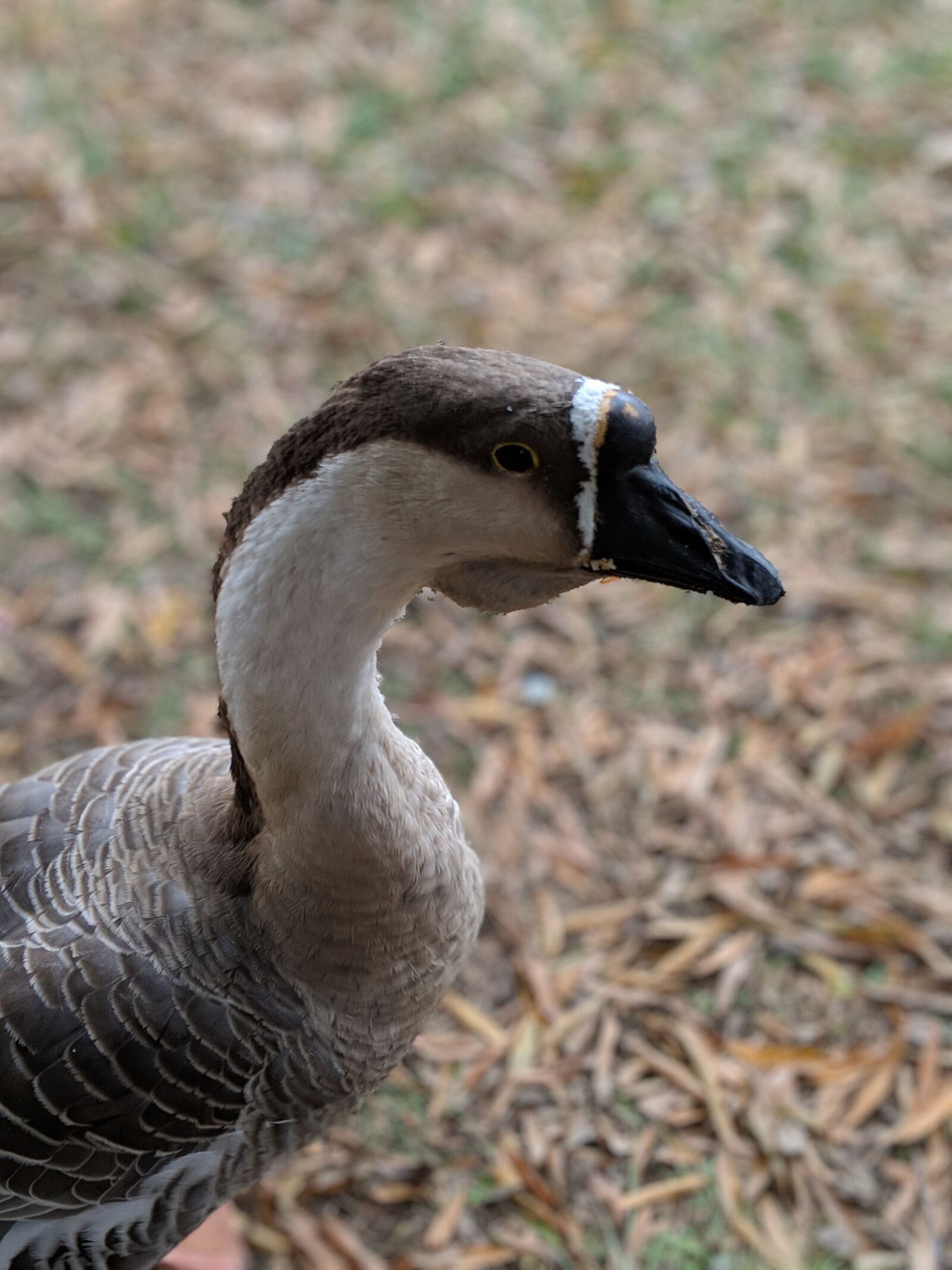 Google Pixel 3 sample photo. Goose, goose face, bird photography
