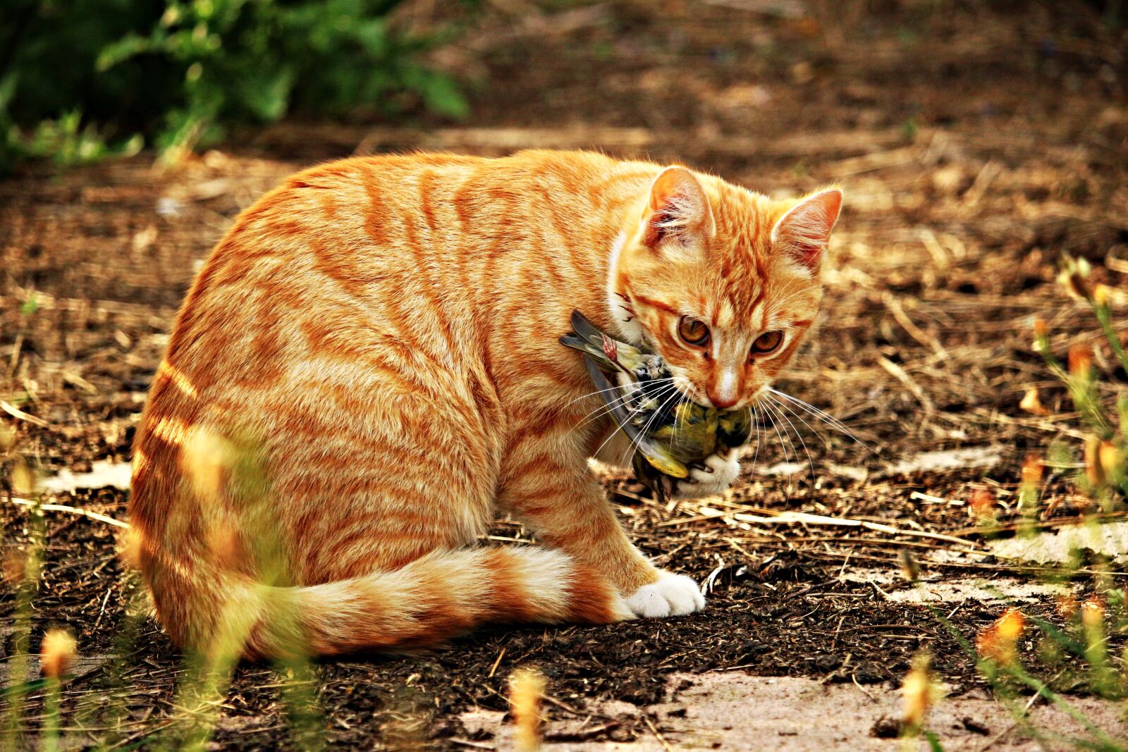 Canon EOS 100D (EOS Rebel SL1 / EOS Kiss X7) sample photo. Cat, kitten, bird photography