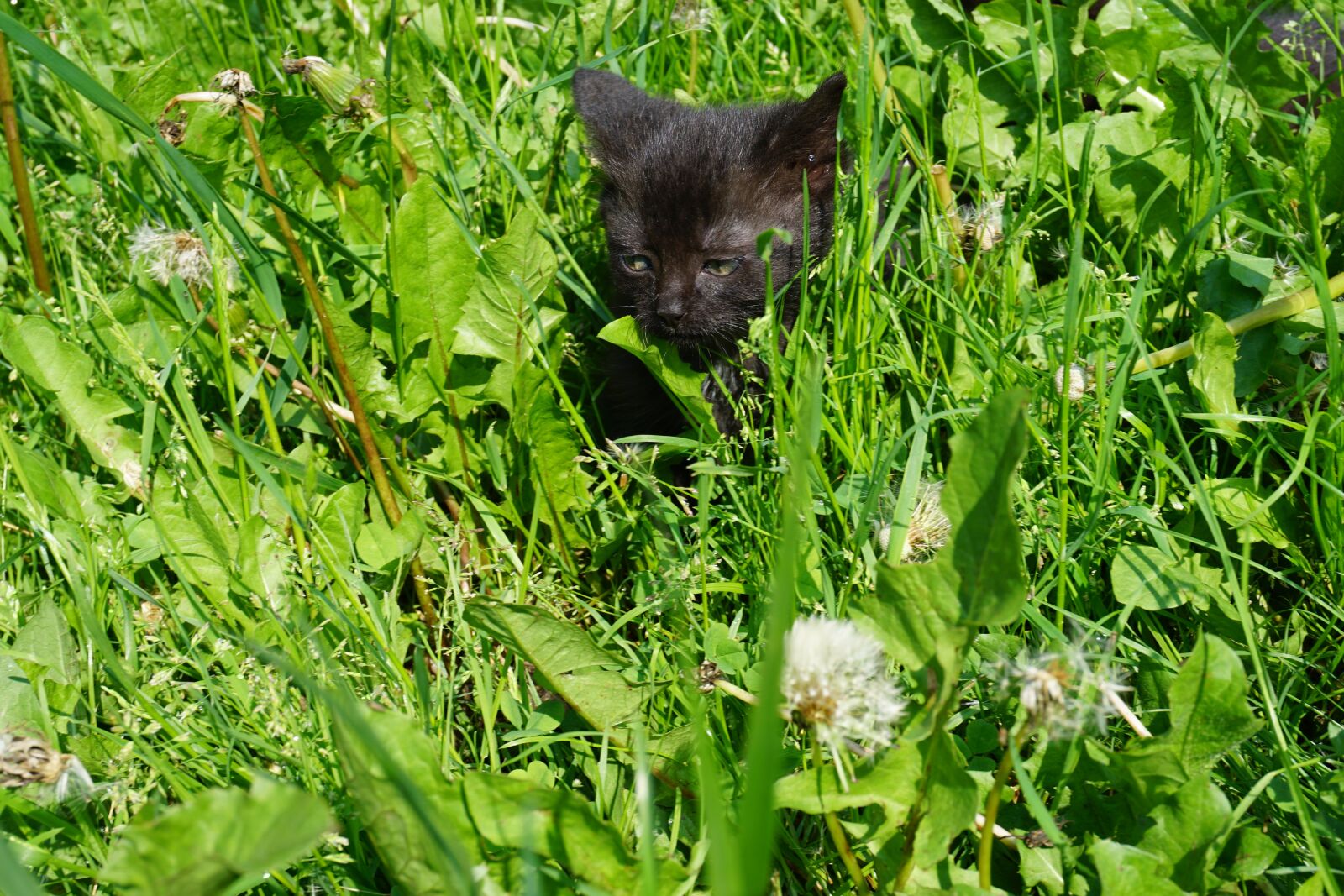 Sony a6000 sample photo. Cat baby, meadow, young photography