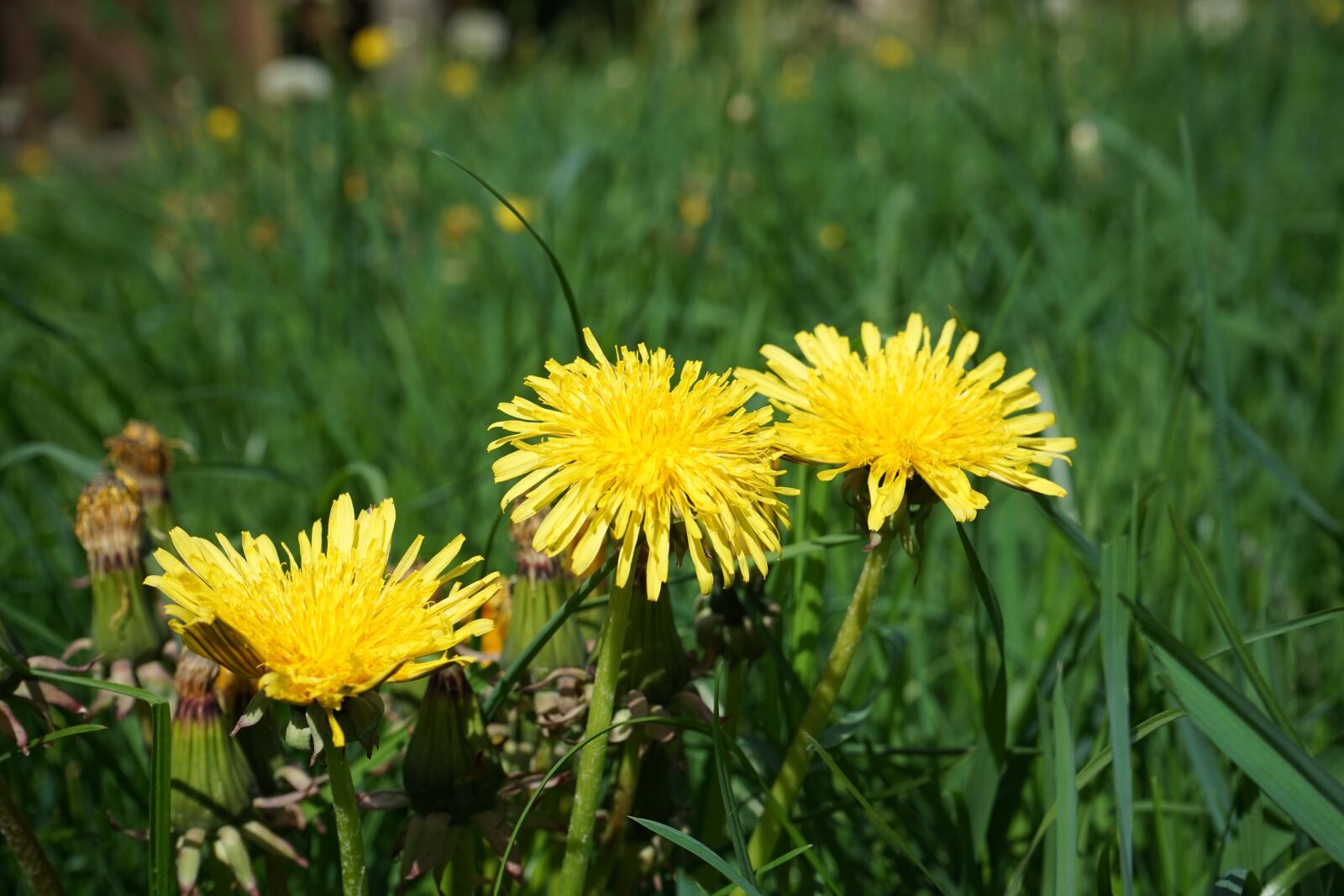 Sony a7 + Sony FE 28-70mm F3.5-5.6 OSS sample photo. Dandelion, flower, nature photography