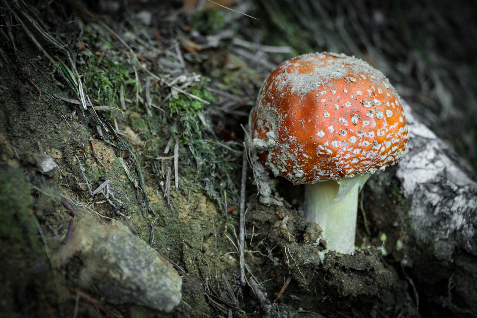 Sony a6000 + Sony E PZ 18-105mm F4 G OSS sample photo. Blur, close, up, dirt photography