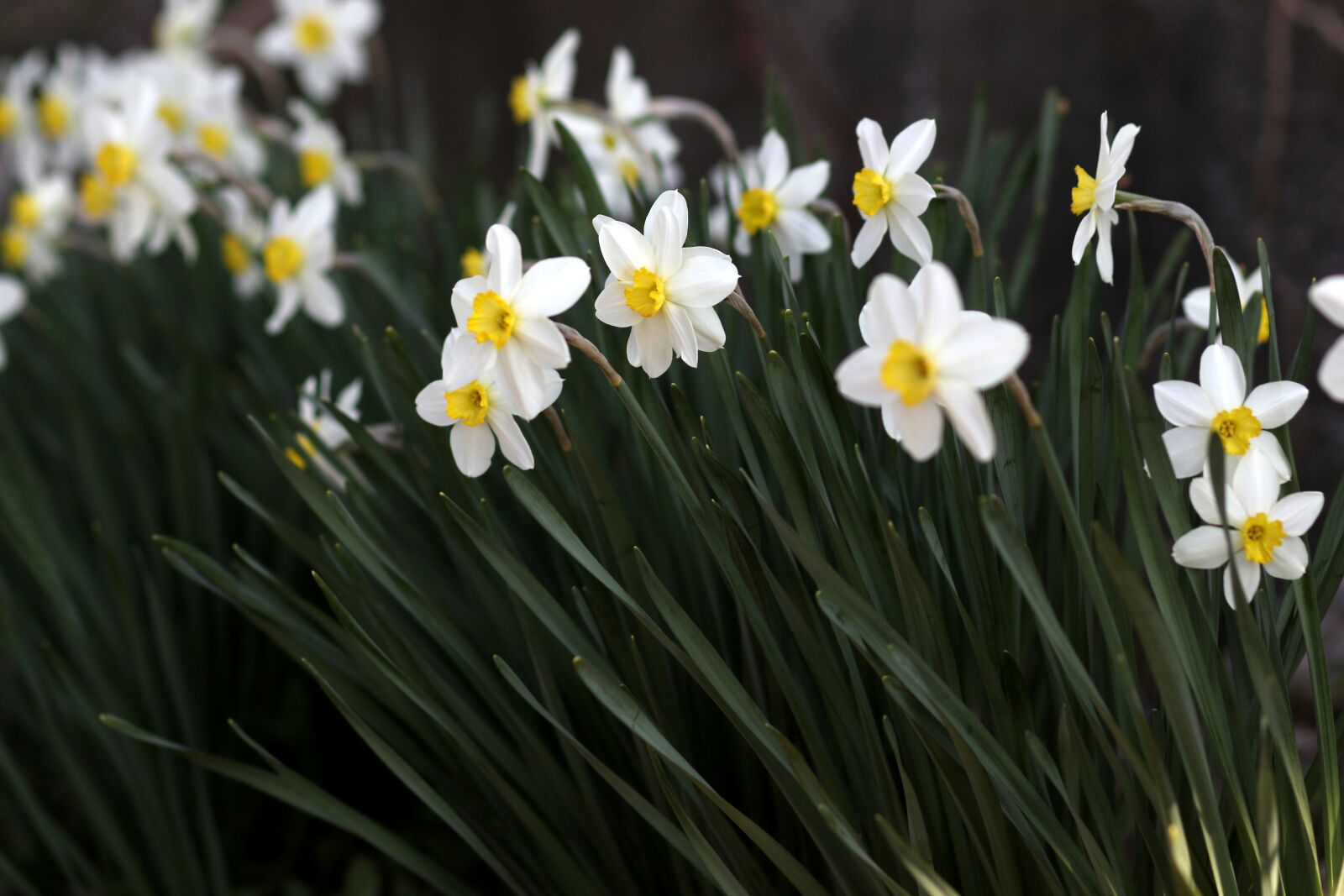 Canon EF 85mm F1.8 USM sample photo. Daffodil, white, flower photography