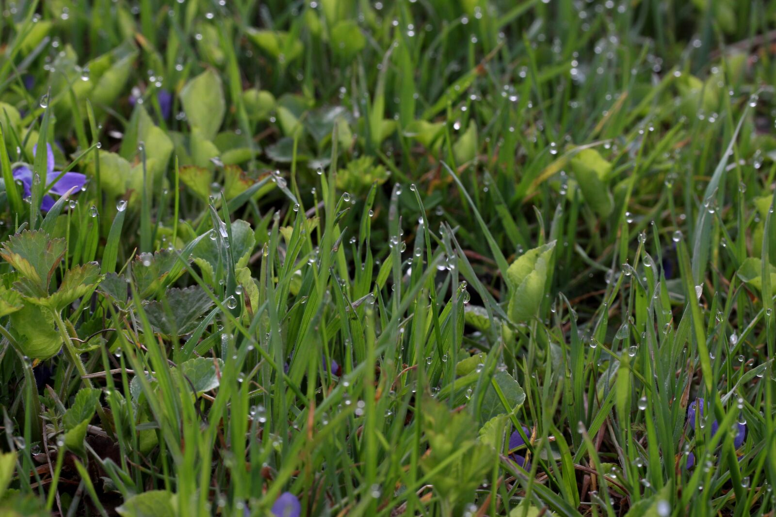 Canon EF-S 60mm F2.8 Macro USM sample photo. Micsunele, blue, dew photography
