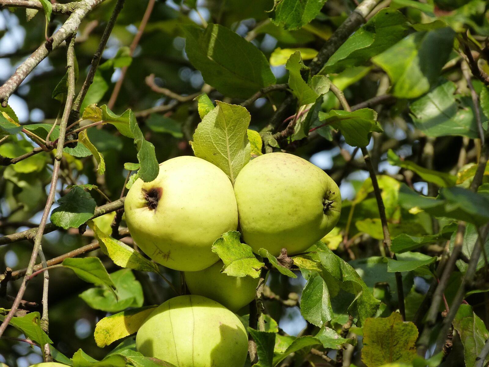 Panasonic Lumix DMC-FZ150 sample photo. Fruit, autumn, apple photography