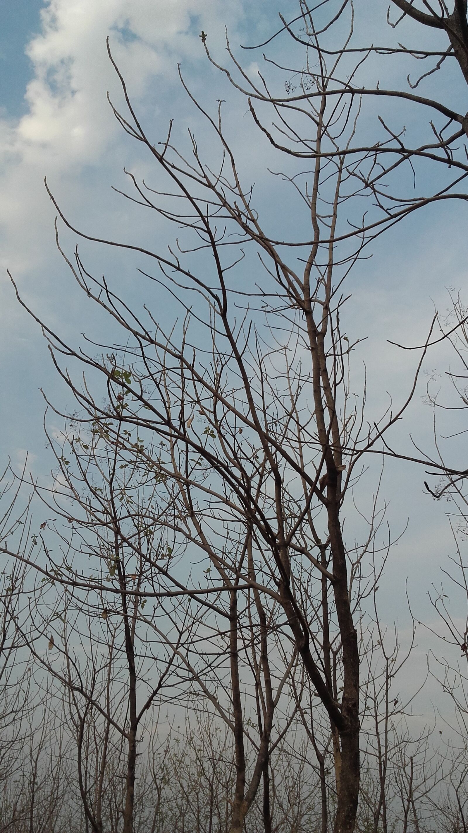 Samsung Galaxy Grand Prime sample photo. Trees, in, the, forest photography