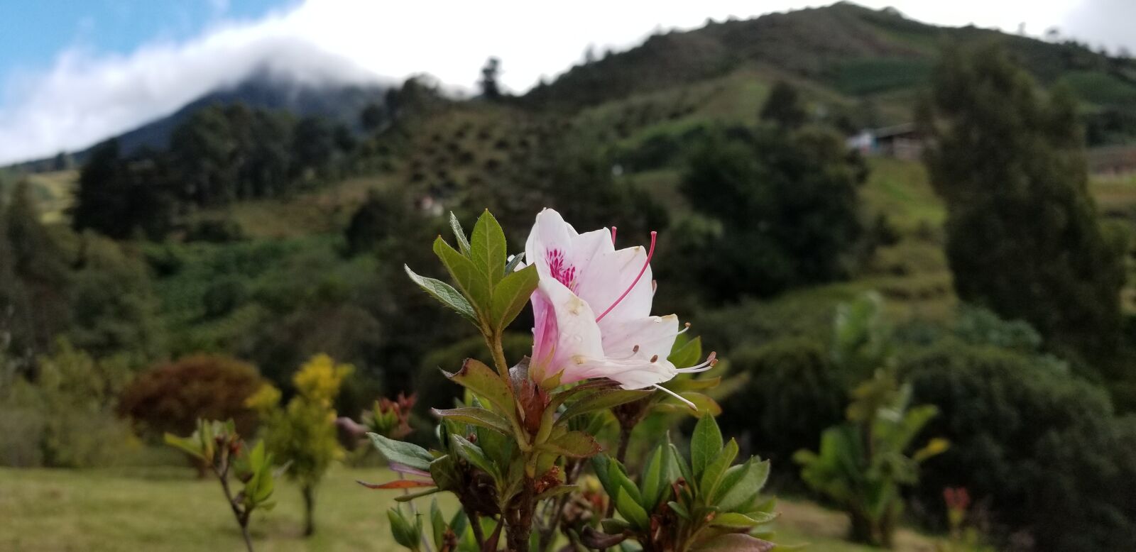Samsung Galaxy S8+ sample photo. Pink, flower, mountain photography