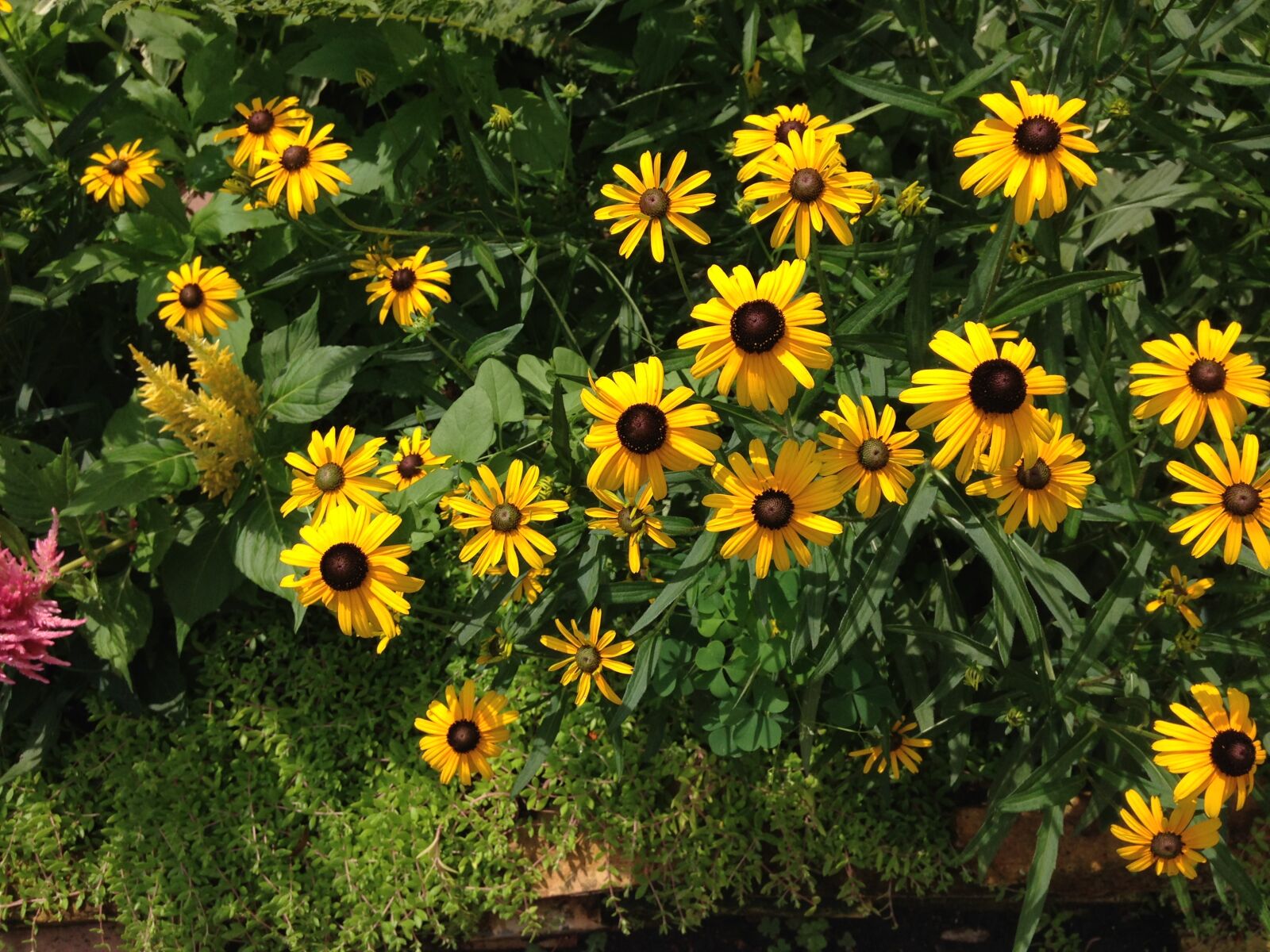 iPhone 5c back camera 4.12mm f/2.4 sample photo. Black, eyed, susans photography