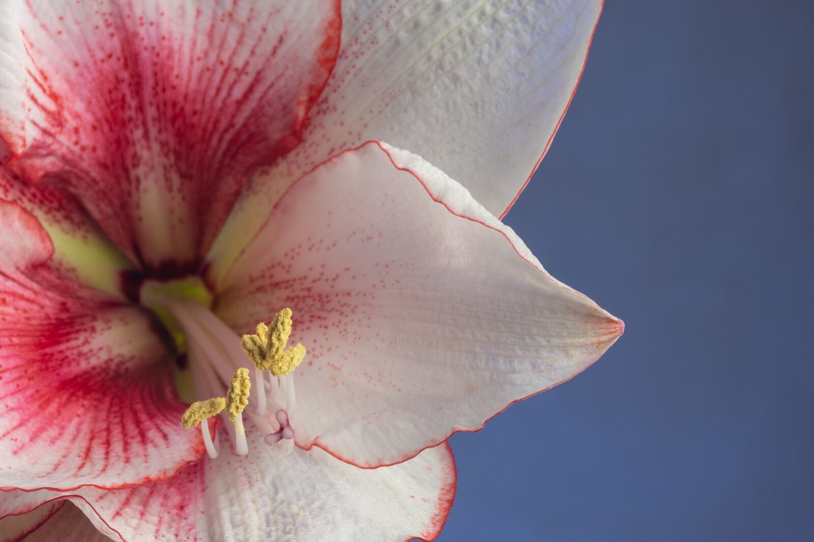 Nikon D7200 sample photo. Flower, nature, flora photography