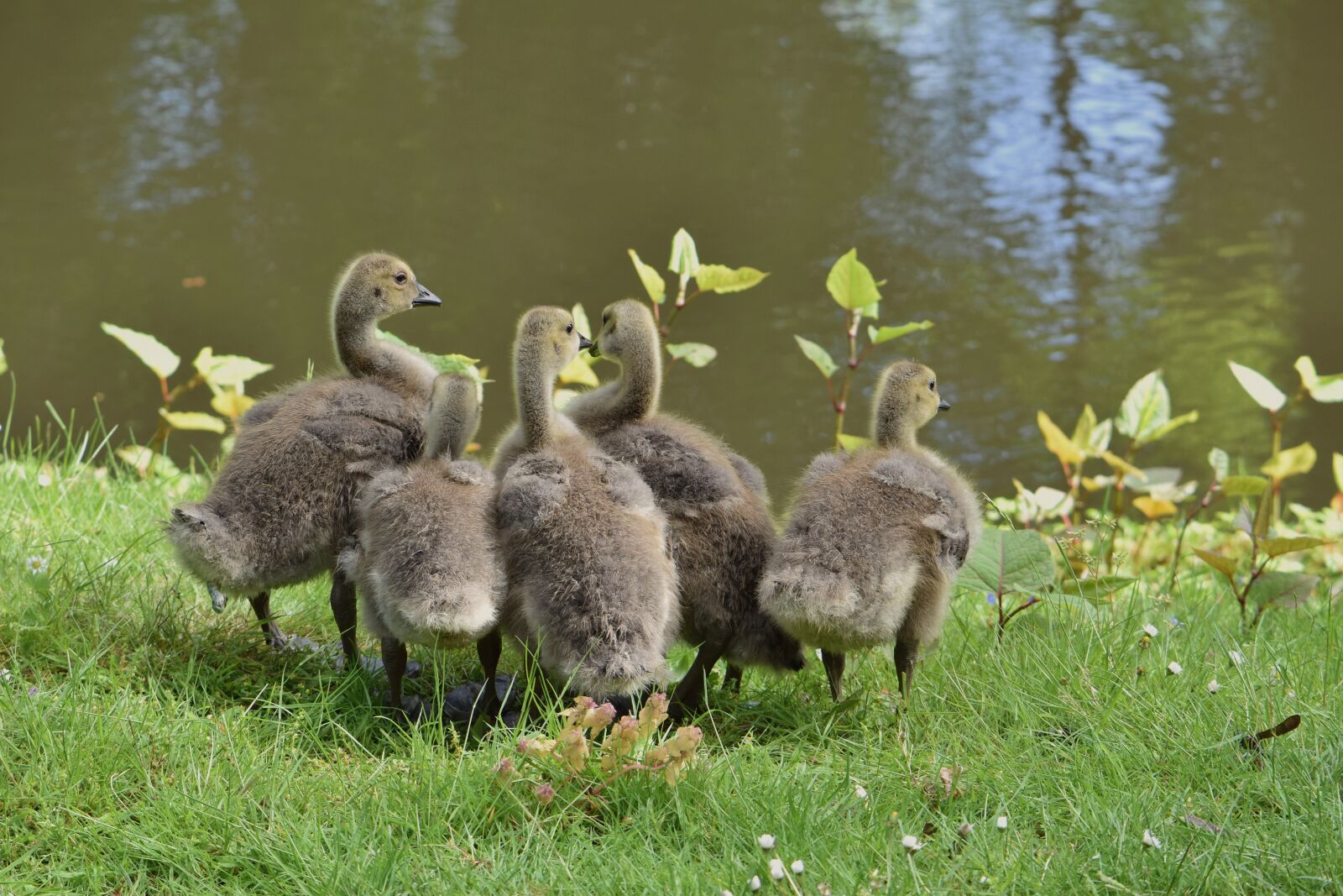 Nikon D5600 sample photo. Goslings, geese, chicks photography