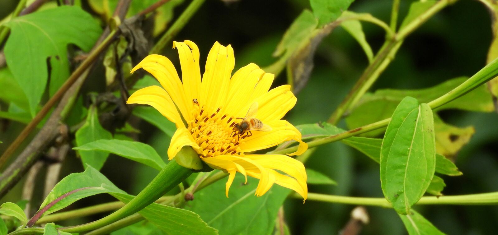 Nikon Coolpix B700 sample photo. Nature, plant, summer photography