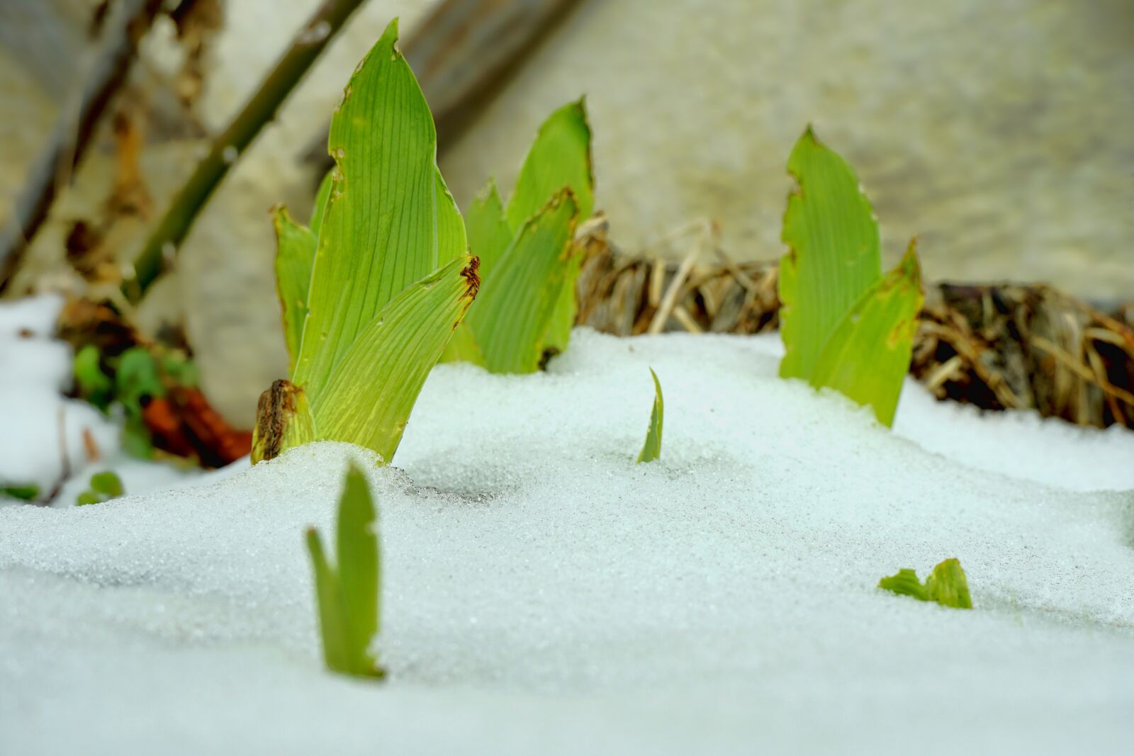 Sony E 18-135mm F3.5-5.6 OSS sample photo. Nature, leaf, snow photography