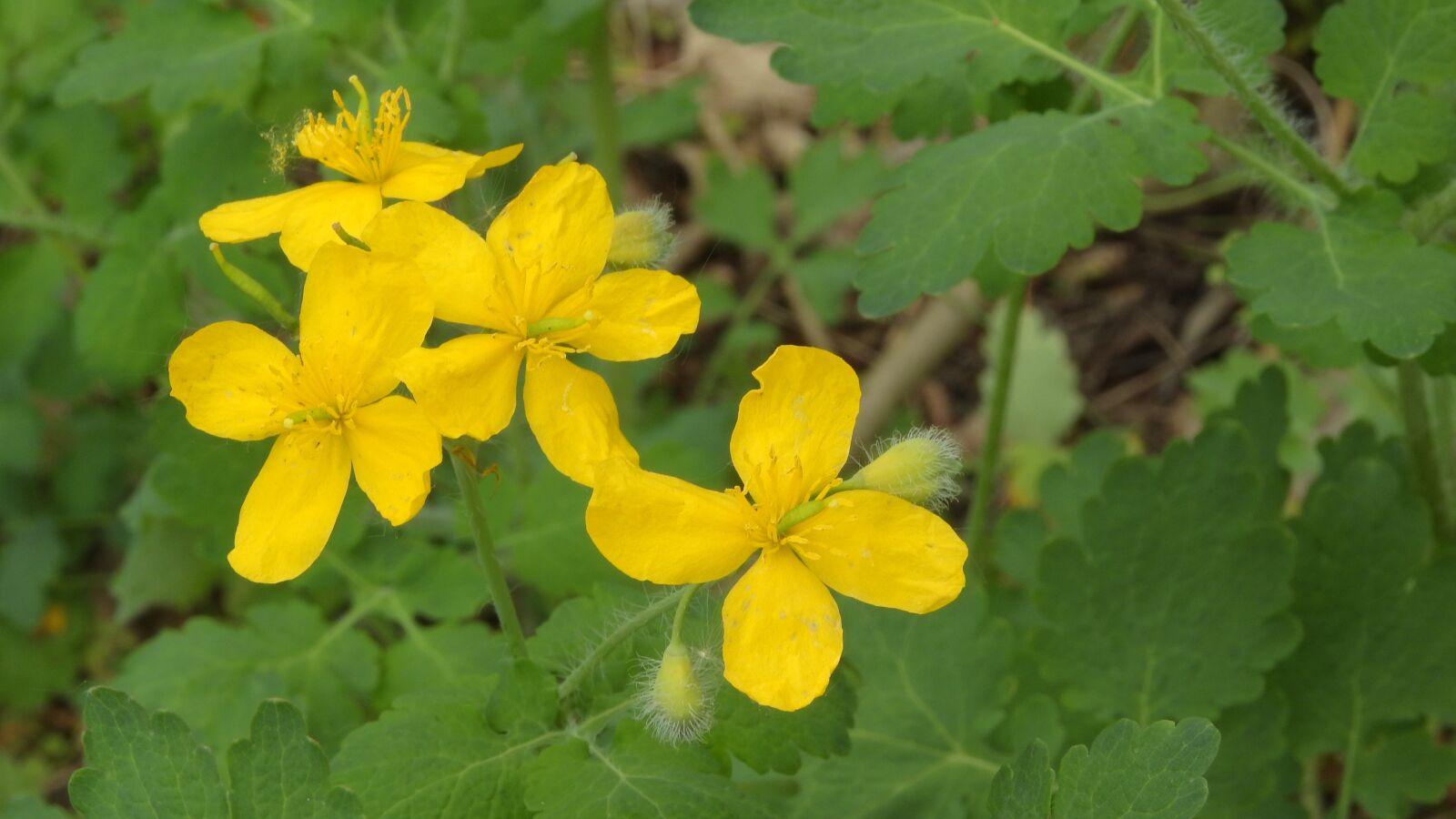 Nikon Coolpix P610 sample photo. Celandine, chelidonium, wild plant photography