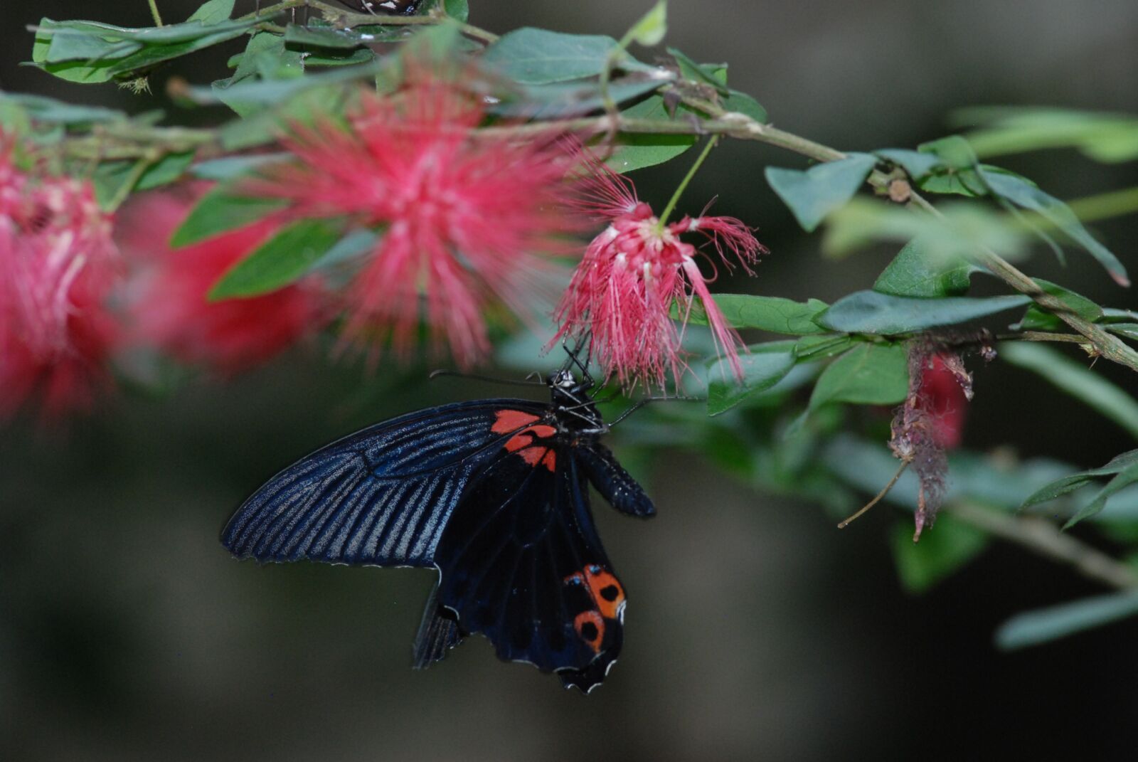 Nikon D80 sample photo. Butterfly, nature, insect photography