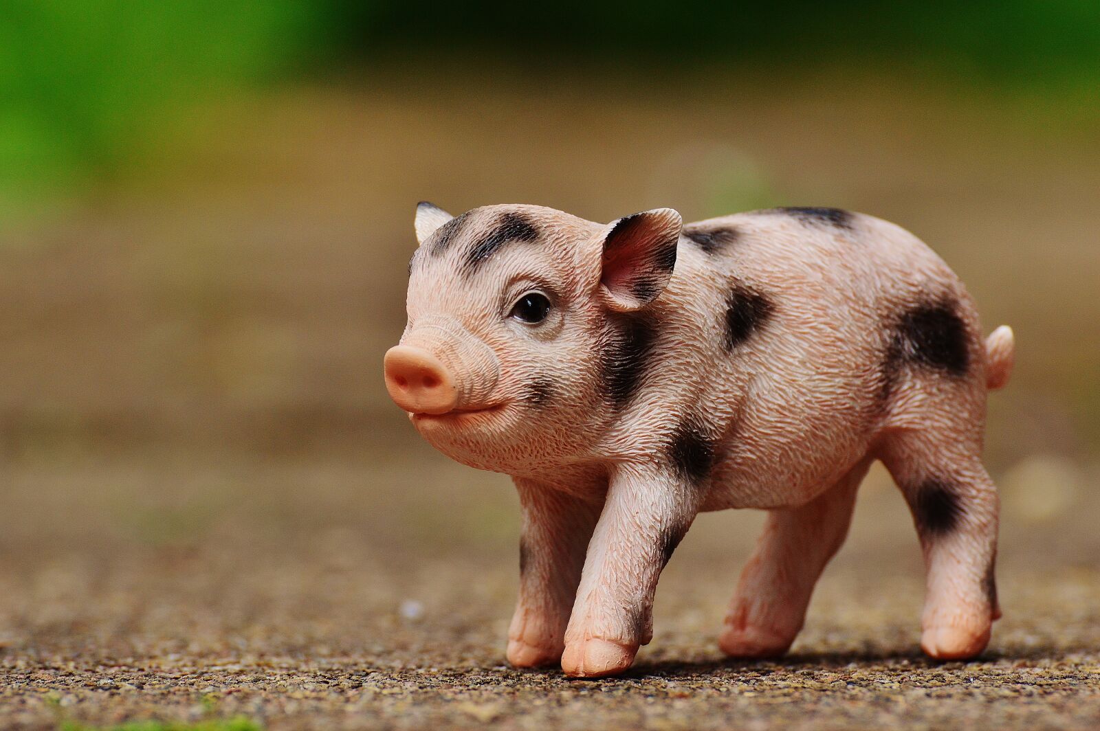 Nikon D3200 sample photo. Piglet, figure, cute photography