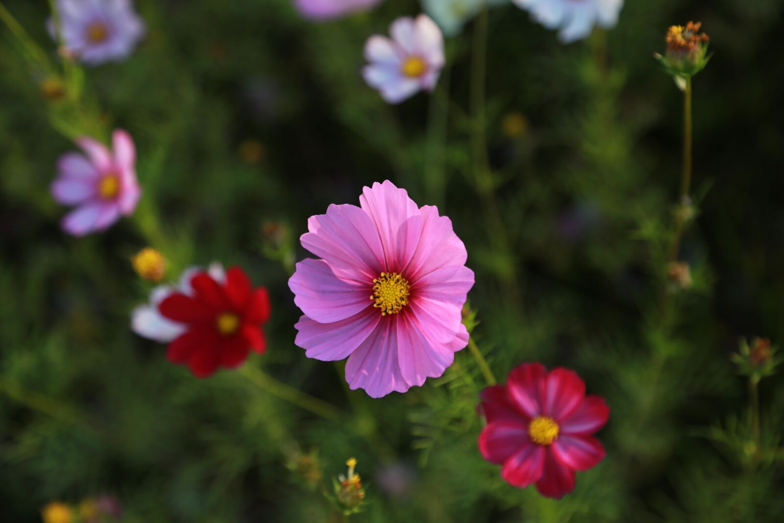 Canon EOS 6D + Canon EF 24-105mm F4L IS USM sample photo. Cosmos, flowers, nature photography