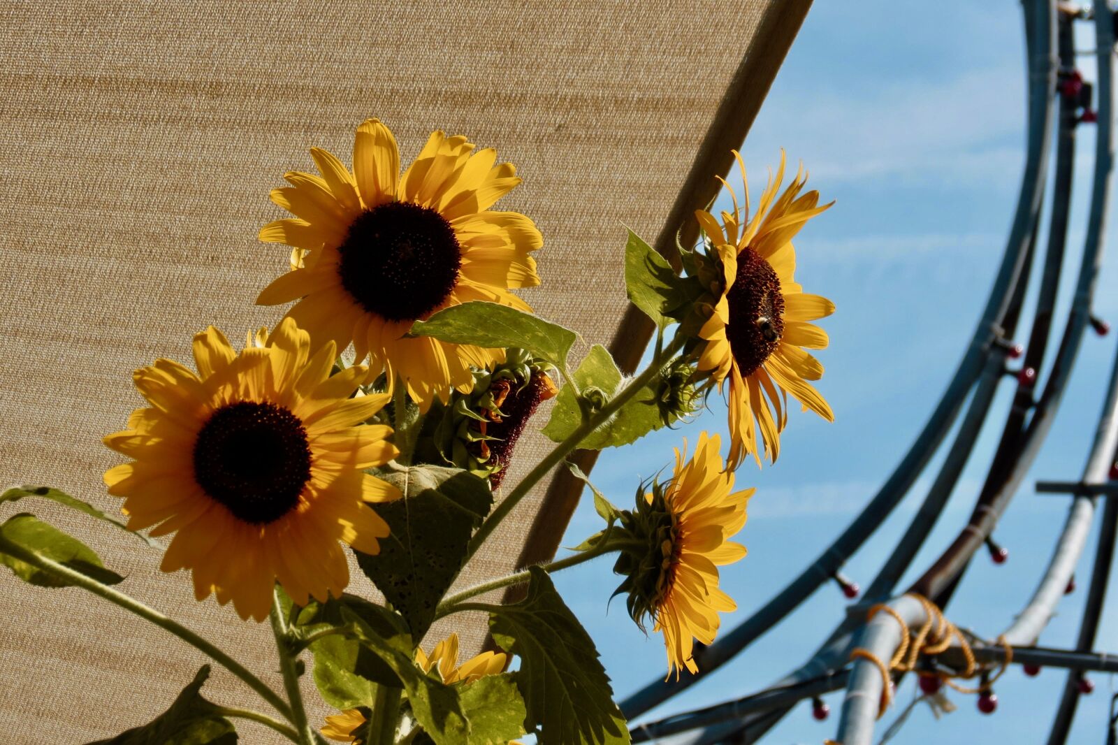 Canon PowerShot SX40 HS sample photo. Flowers, yellow, geometry photography