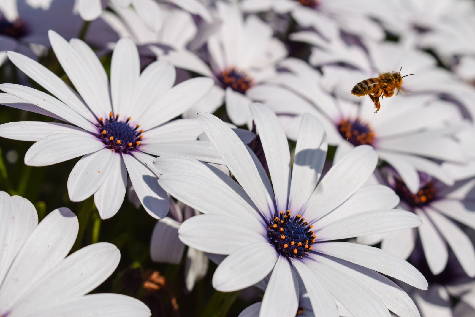 Nikon D3300 sample photo. Bee, flowers, nature photography