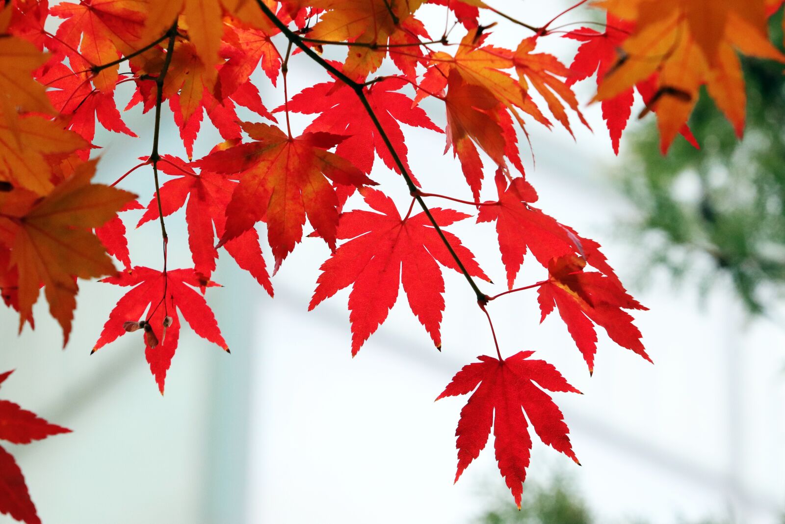 Canon EF 70-200mm F2.8L USM sample photo. Autumn, autumn leaves, colorful photography