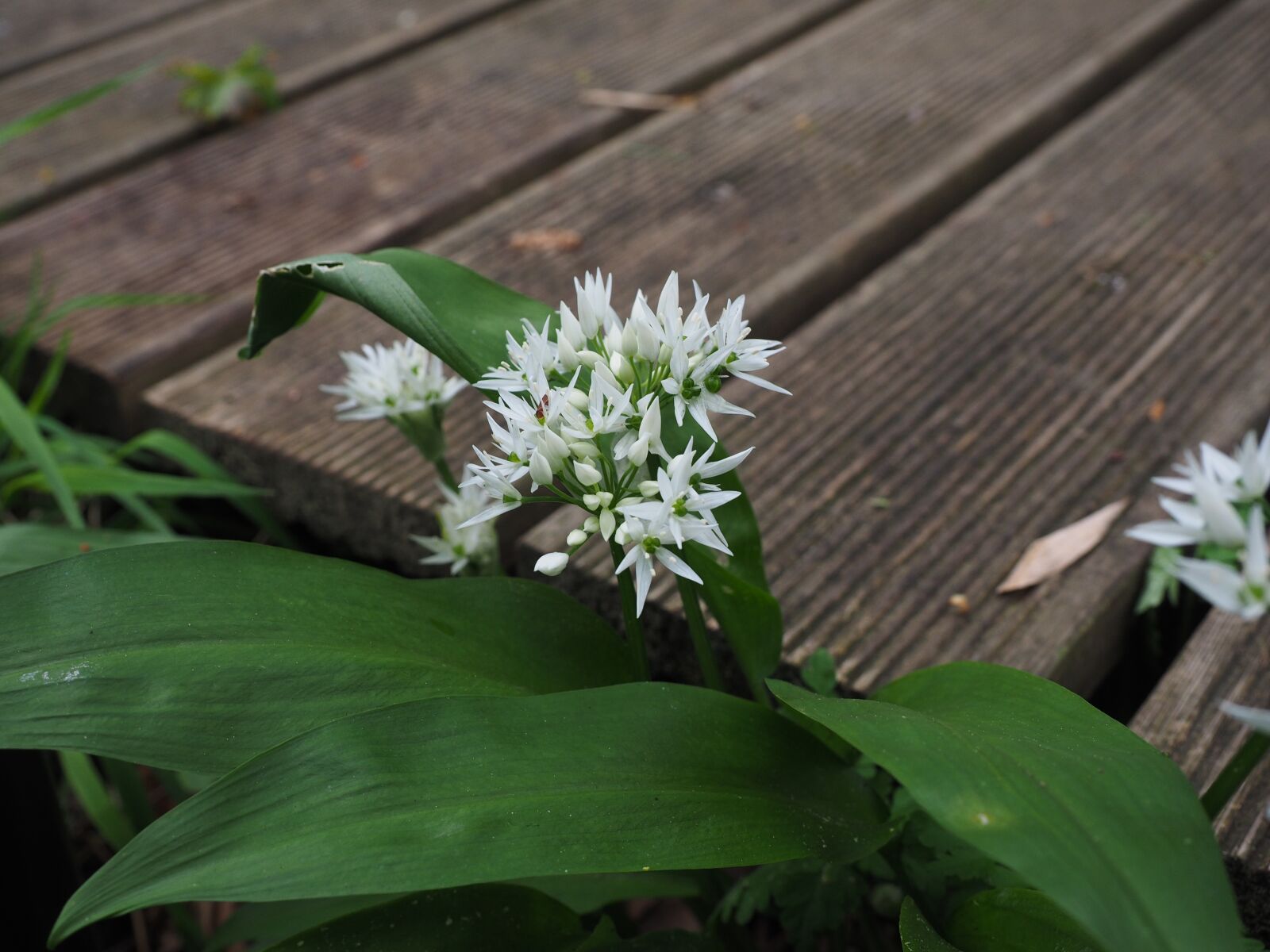 Olympus OM-D E-M1 + Olympus M.Zuiko Digital ED 12-40mm F2.8 Pro sample photo. Bear's garlic, inflorescence, blossom photography