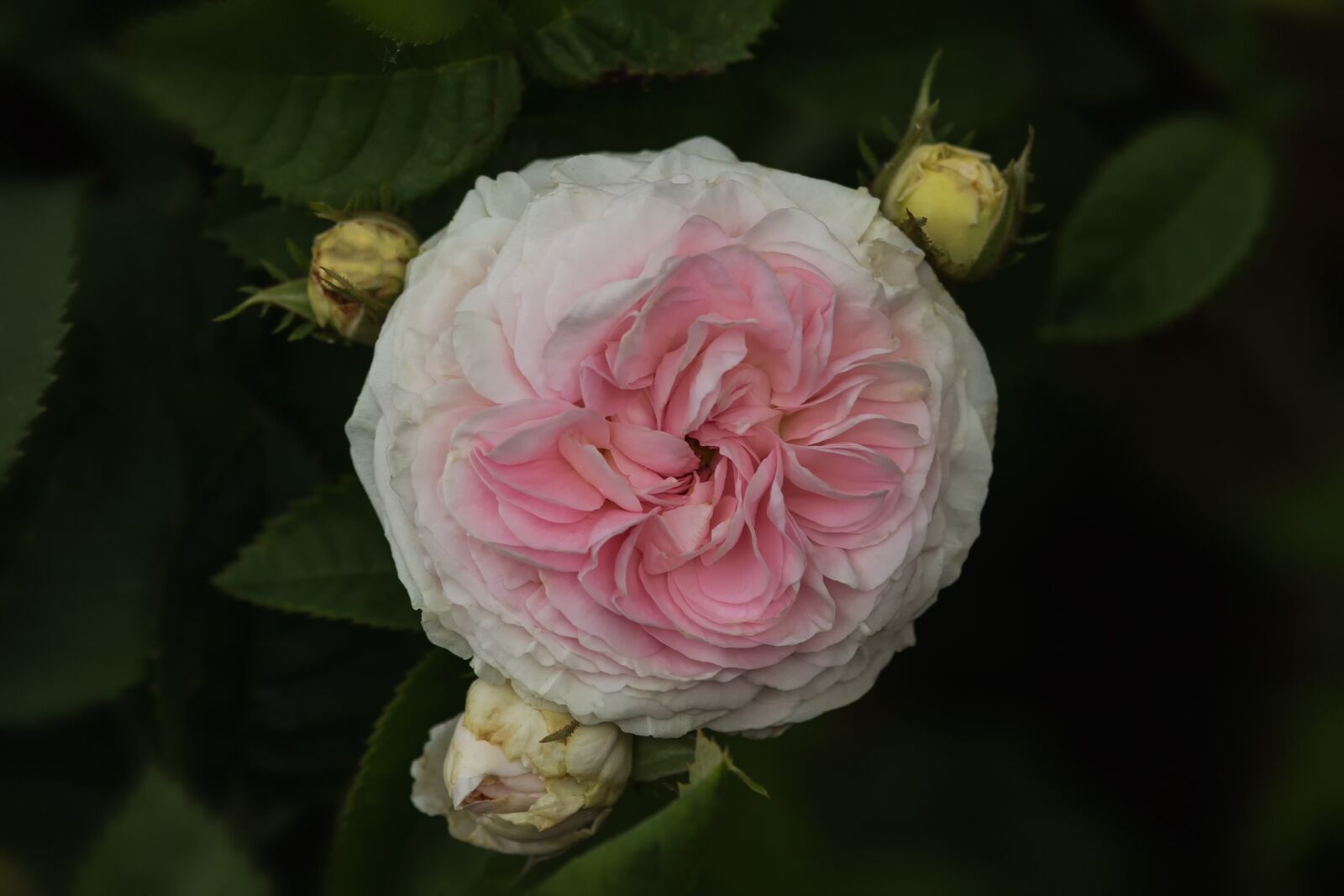 Canon EOS 60D sample photo. Nature, flowers, f licit photography