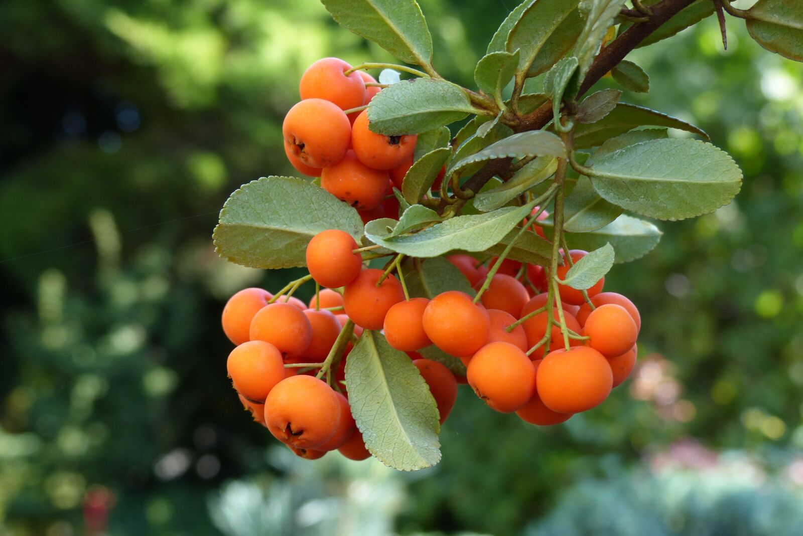 Panasonic Lumix DMC-FZ200 sample photo. Rowan, chaplet, autumn photography