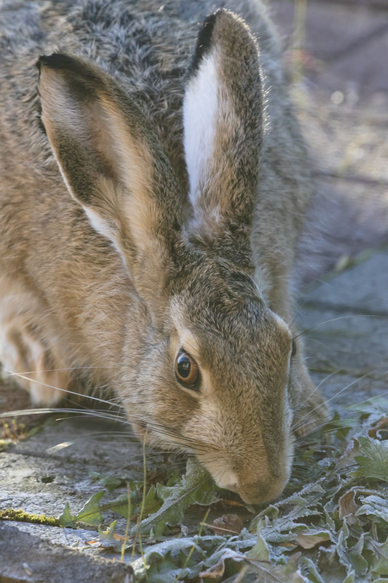 Canon EF 100-400mm F4.5-5.6L IS USM sample photo. Rabbit, in the ear photography