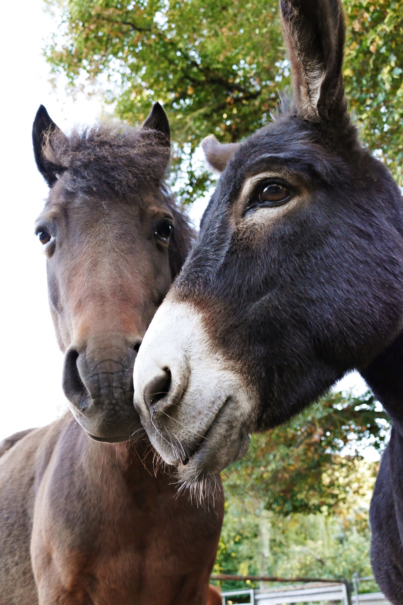 Panasonic Lumix DMC-FZ1000 sample photo. Donkey, pony, farm photography