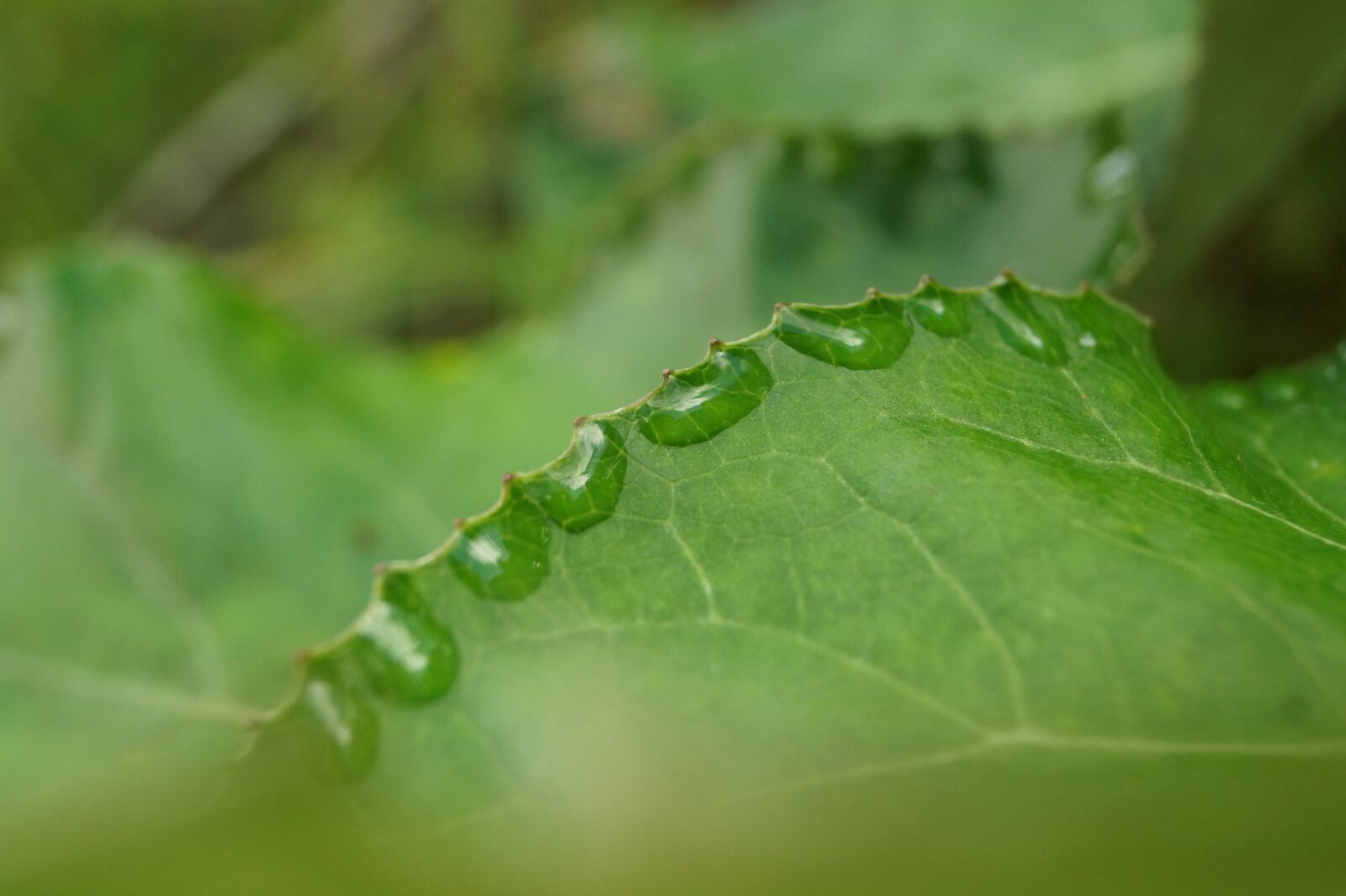 Sony DT 18-55mm F3.5-5.6 SAM II sample photo. Leaf, drop of water photography