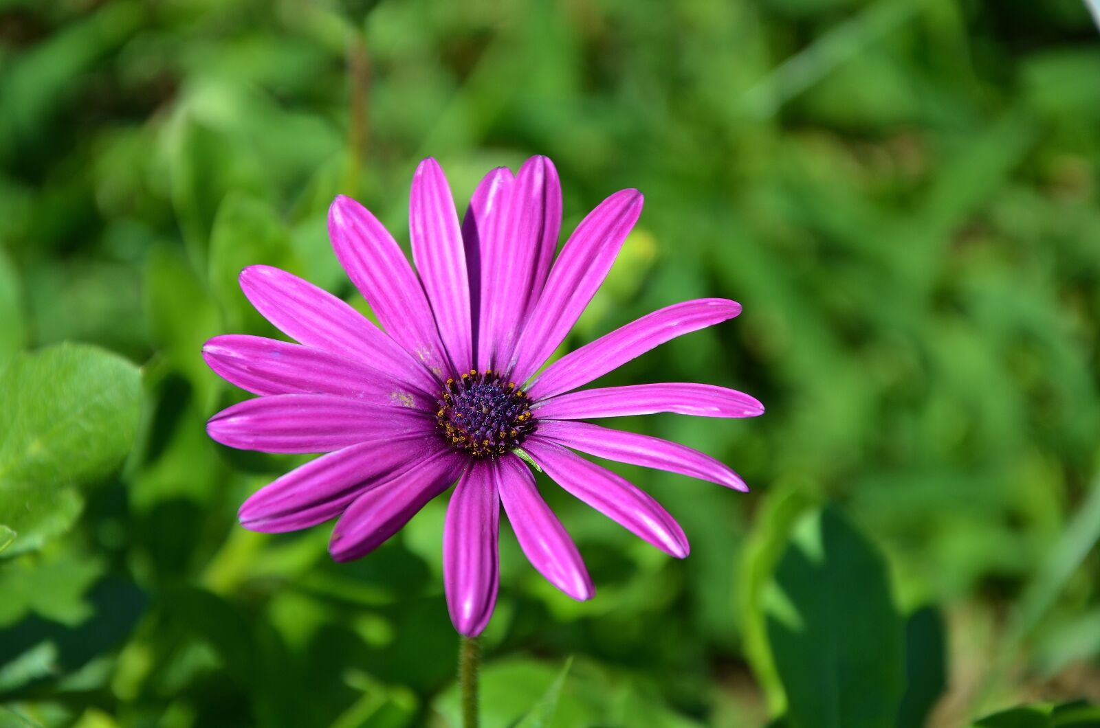 Nikon D7000 sample photo. Flower, spring, summer photography