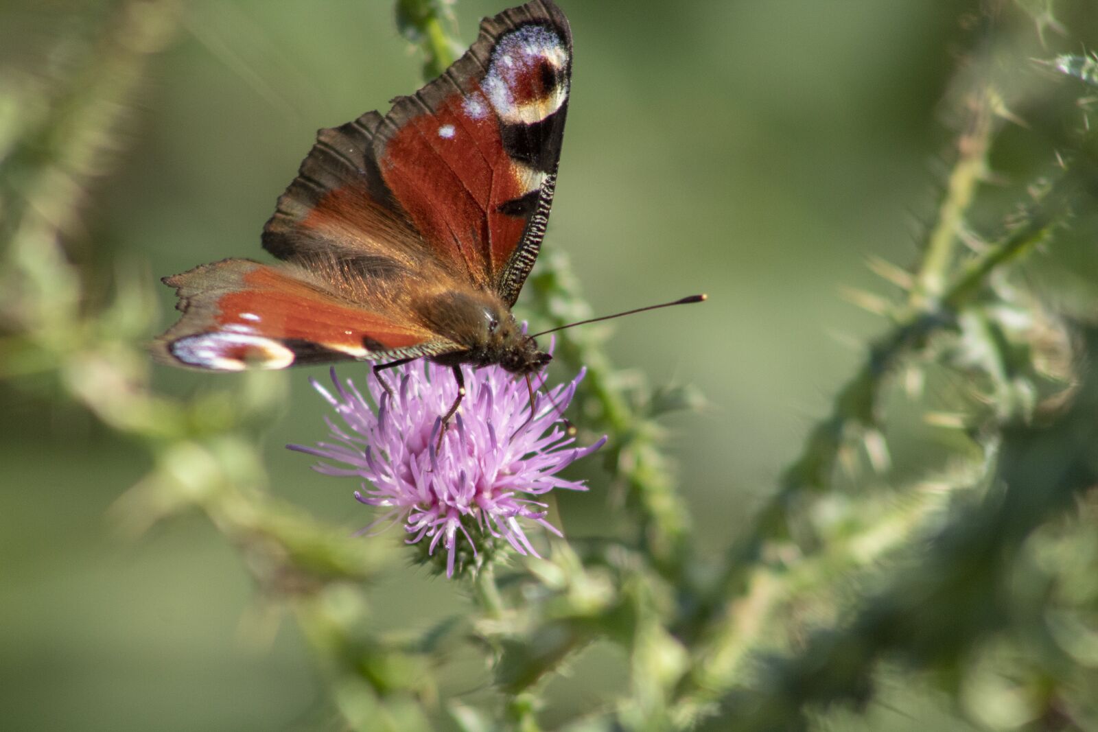 Canon EOS 1300D (EOS Rebel T6 / EOS Kiss X80) sample photo. Butterfly, insect, blooms at photography