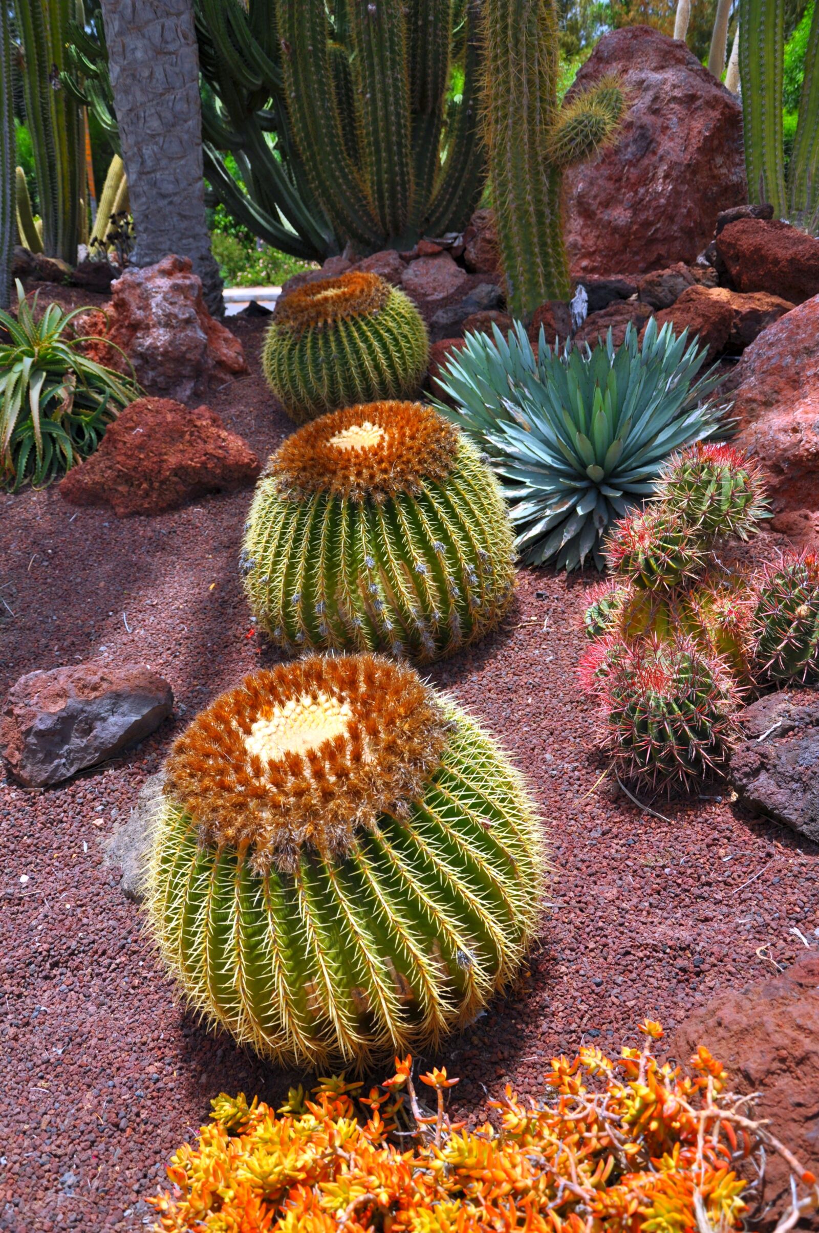 Nikon D5000 sample photo. Cactus, green, plant photography