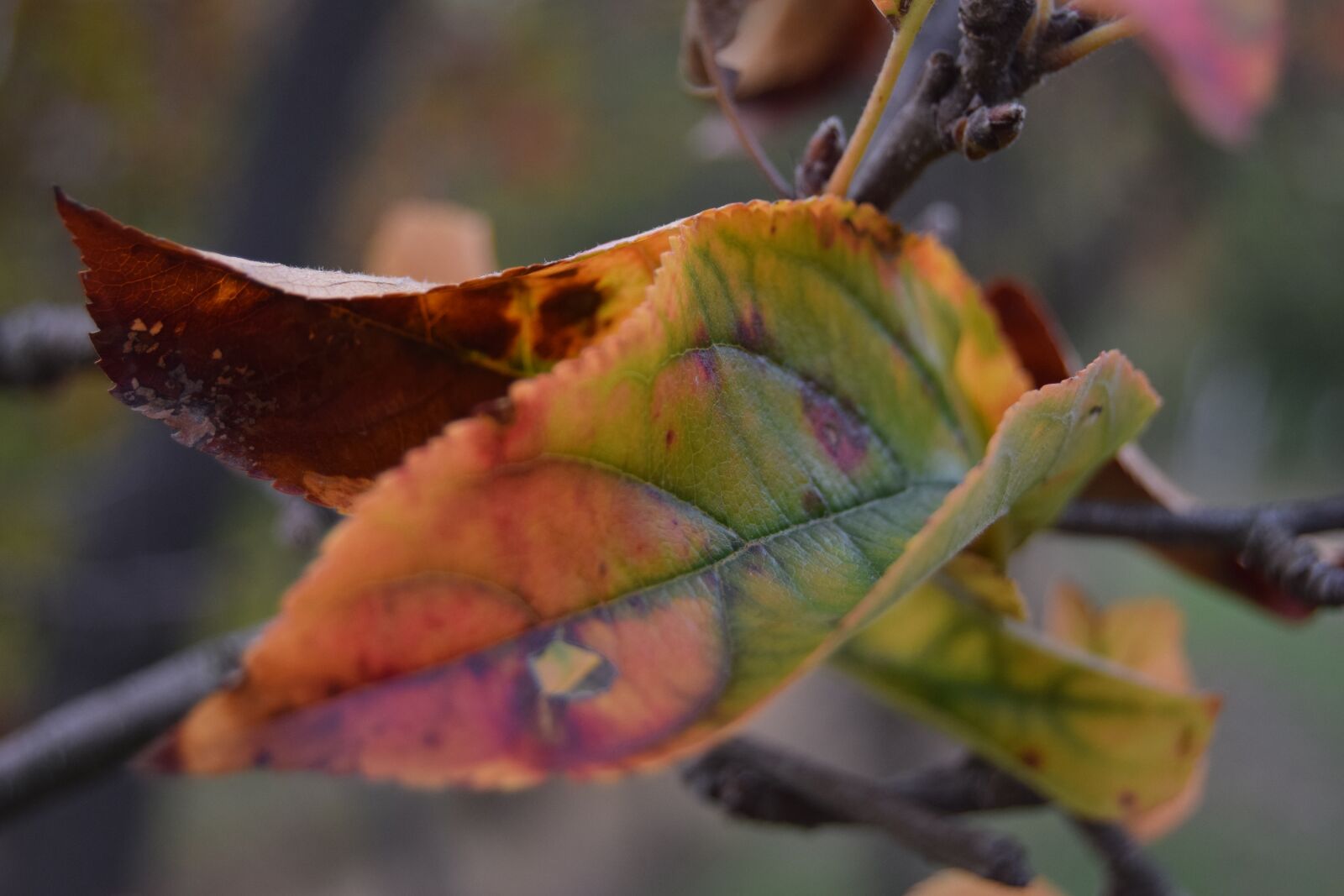 Nikon D3300 sample photo. Leaf, color, plants photography